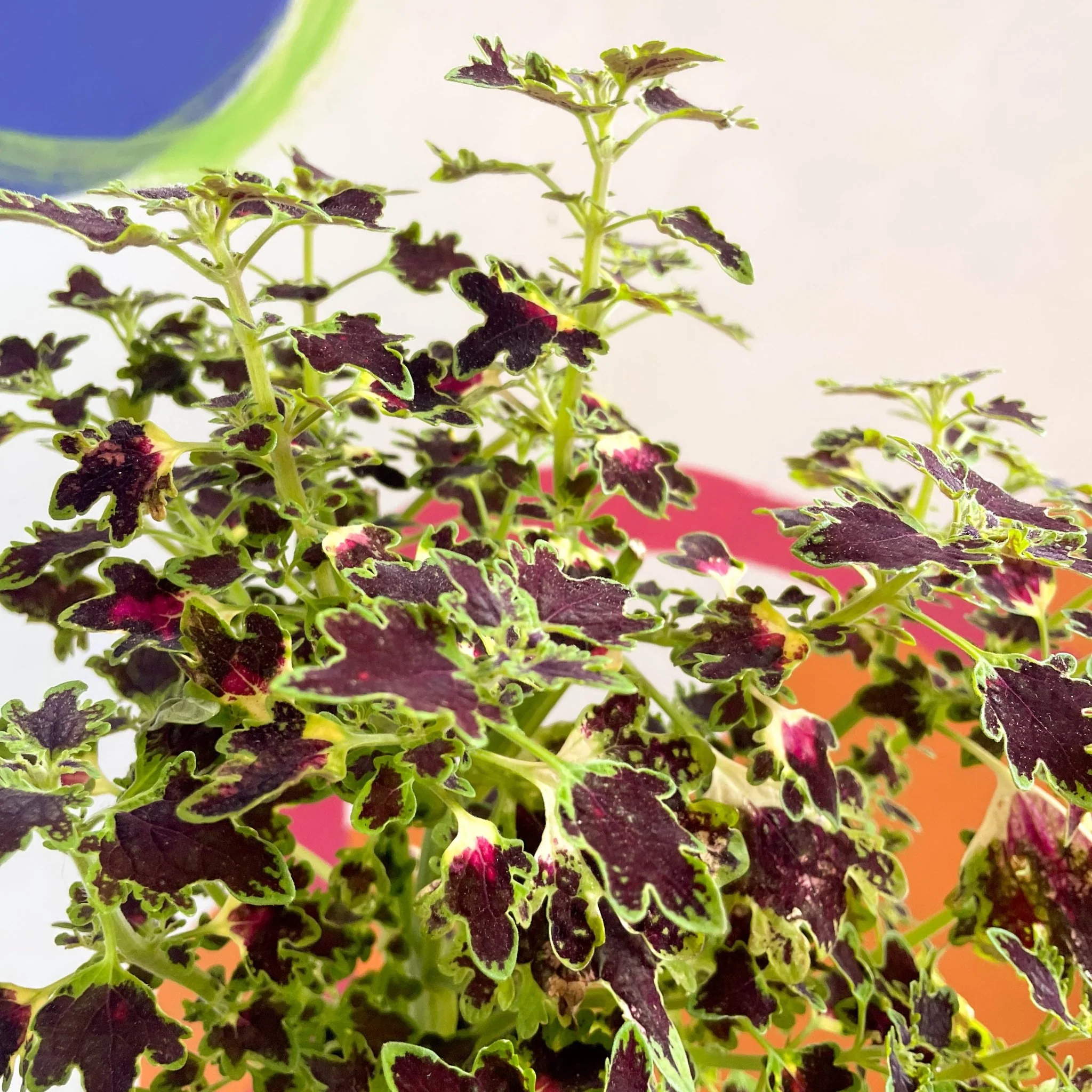 Painted Nettle - Coleus 'Burgundy Wedding Train' - Welsh Grown - Image 4