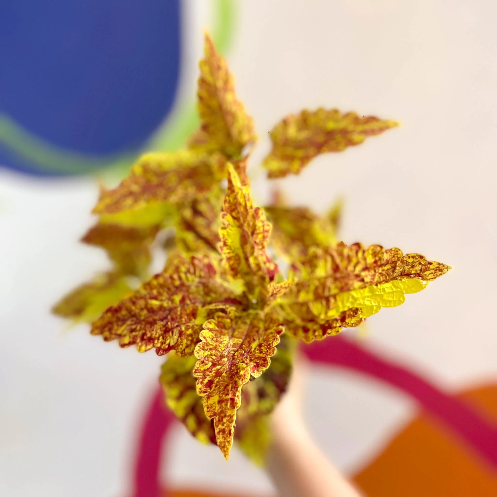 Painted Nettle - Coleus 'City of Sunderland' - Welsh Grown