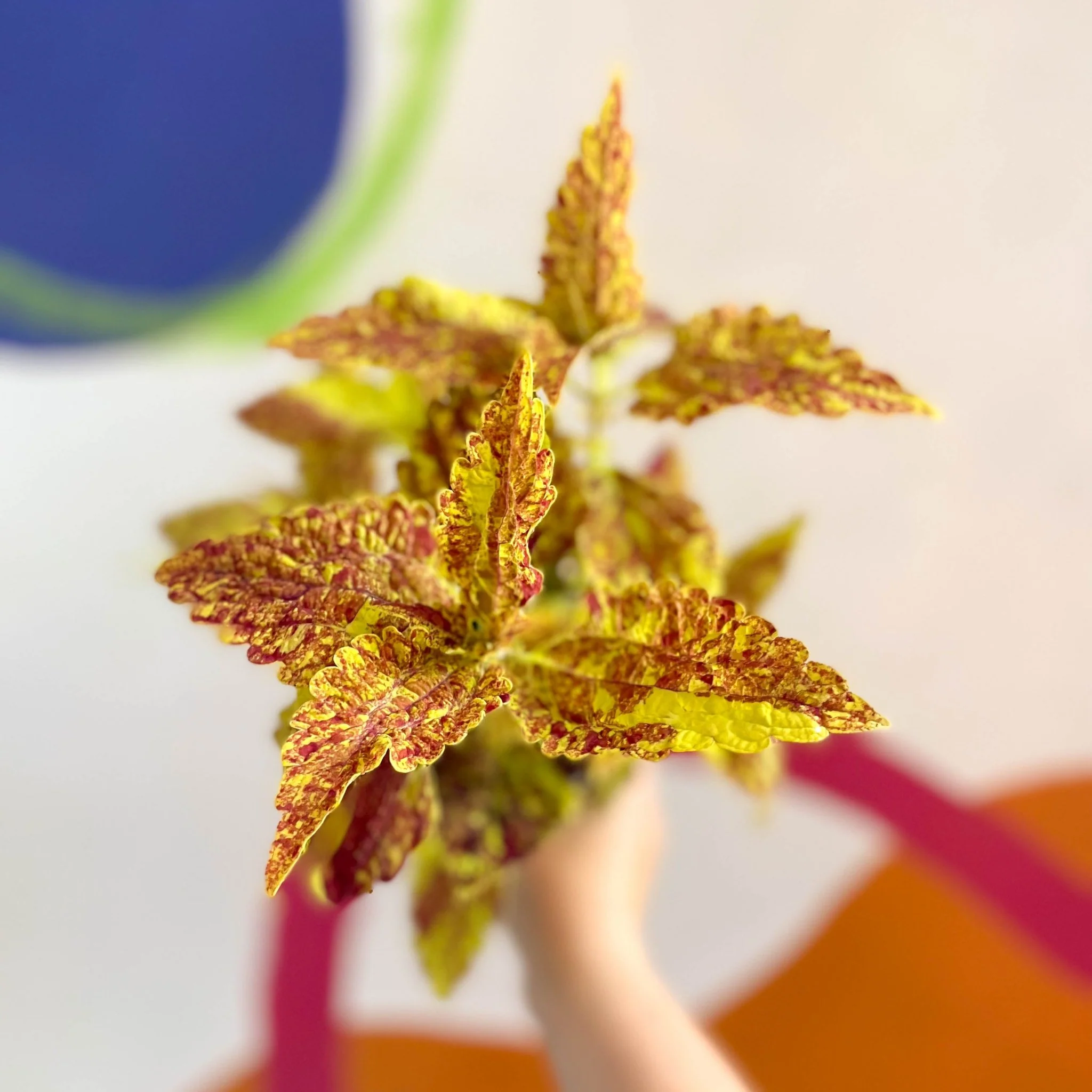 Painted Nettle - Coleus 'City of Sunderland' - Welsh Grown - Image 3