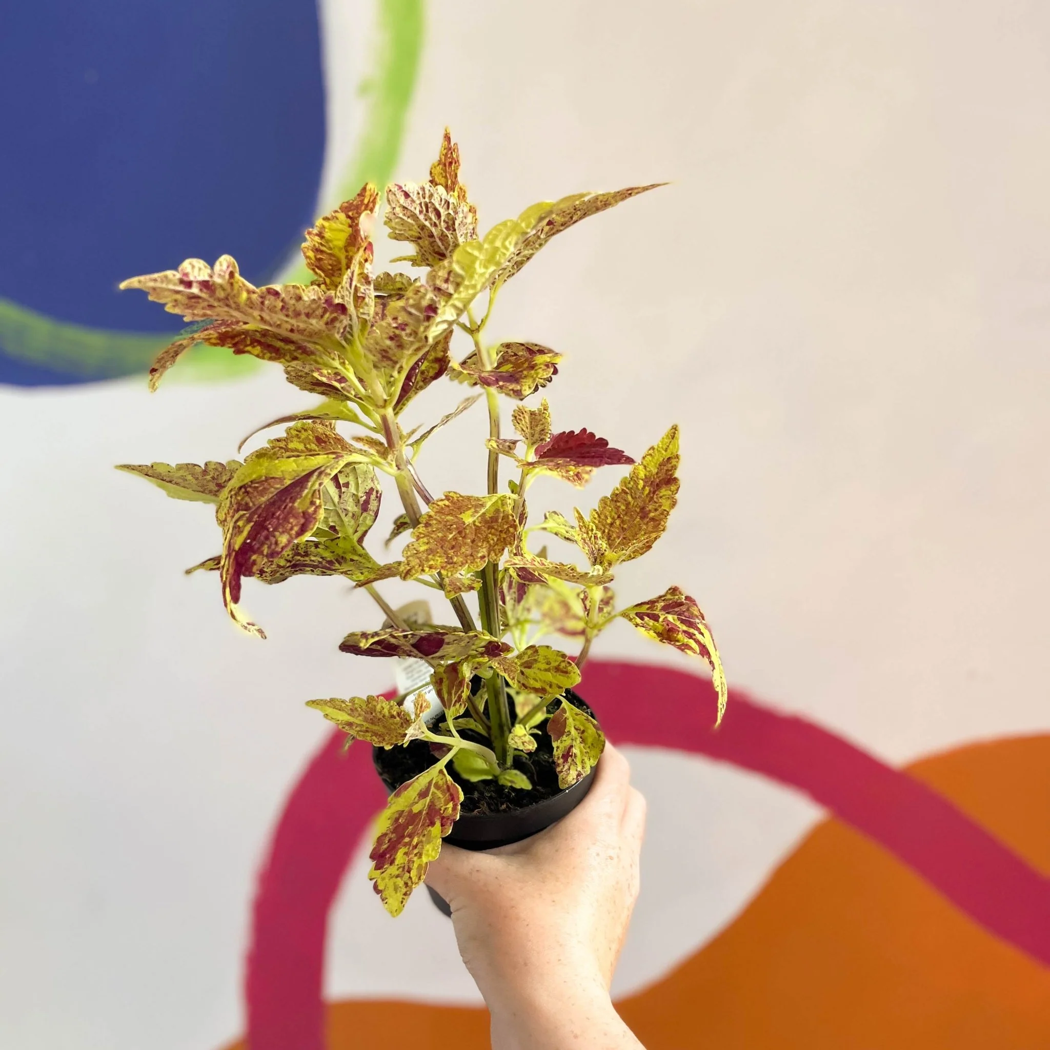 Painted Nettle - Coleus 'City of Sunderland' - Welsh Grown - Image 4