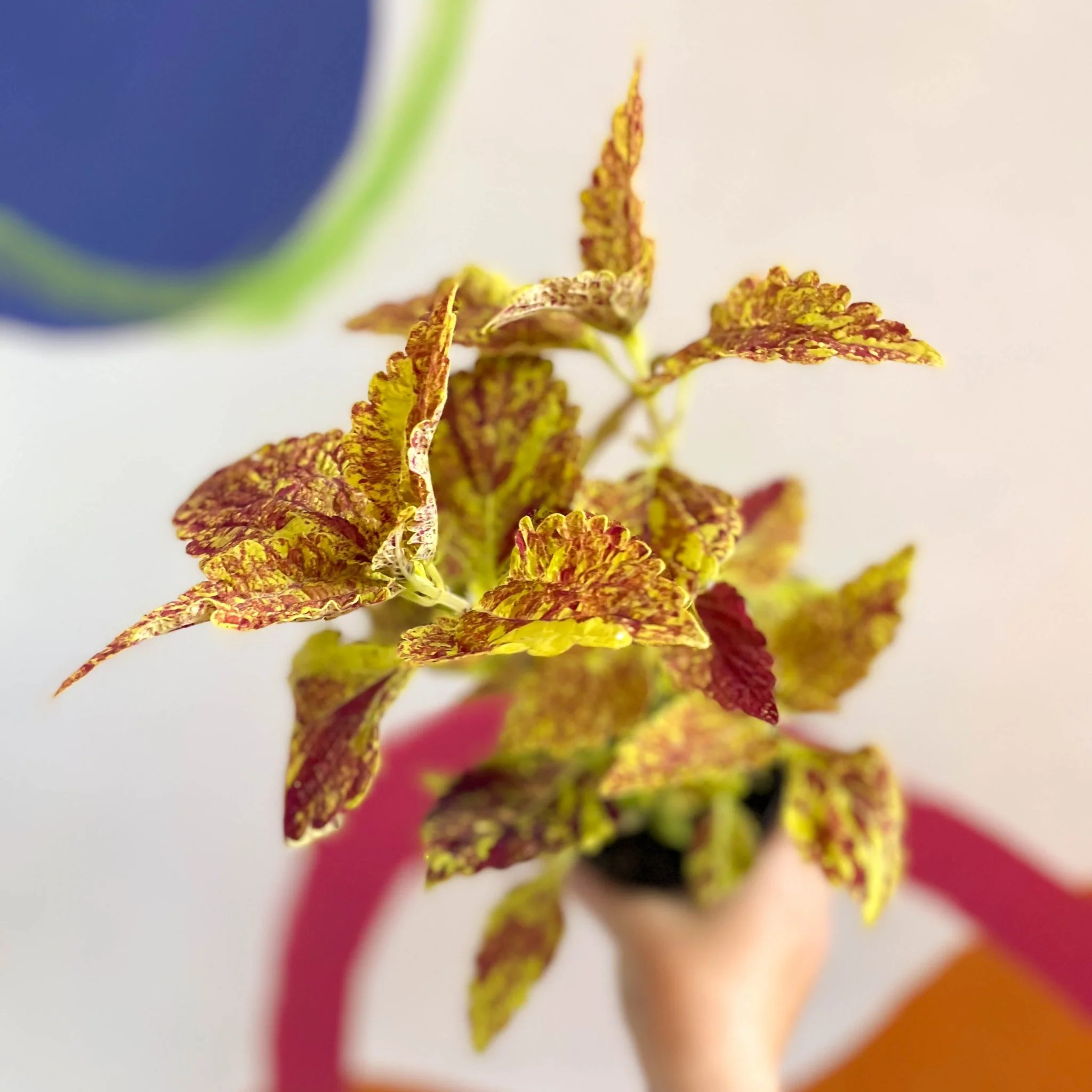 Painted Nettle - Coleus 'City of Sunderland' - Welsh Grown - Image 5