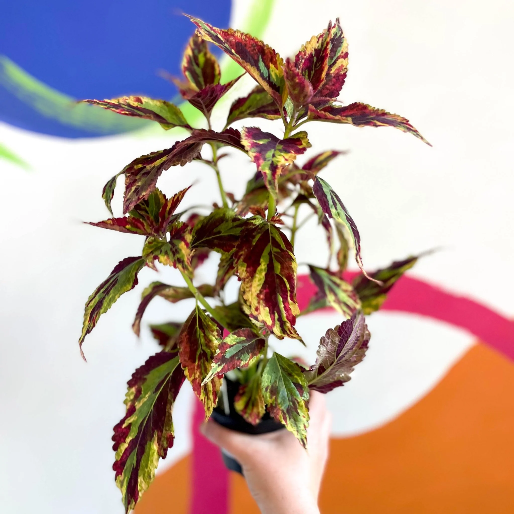 Painted Nettle - Coleus 'Combat' - Welsh Grown