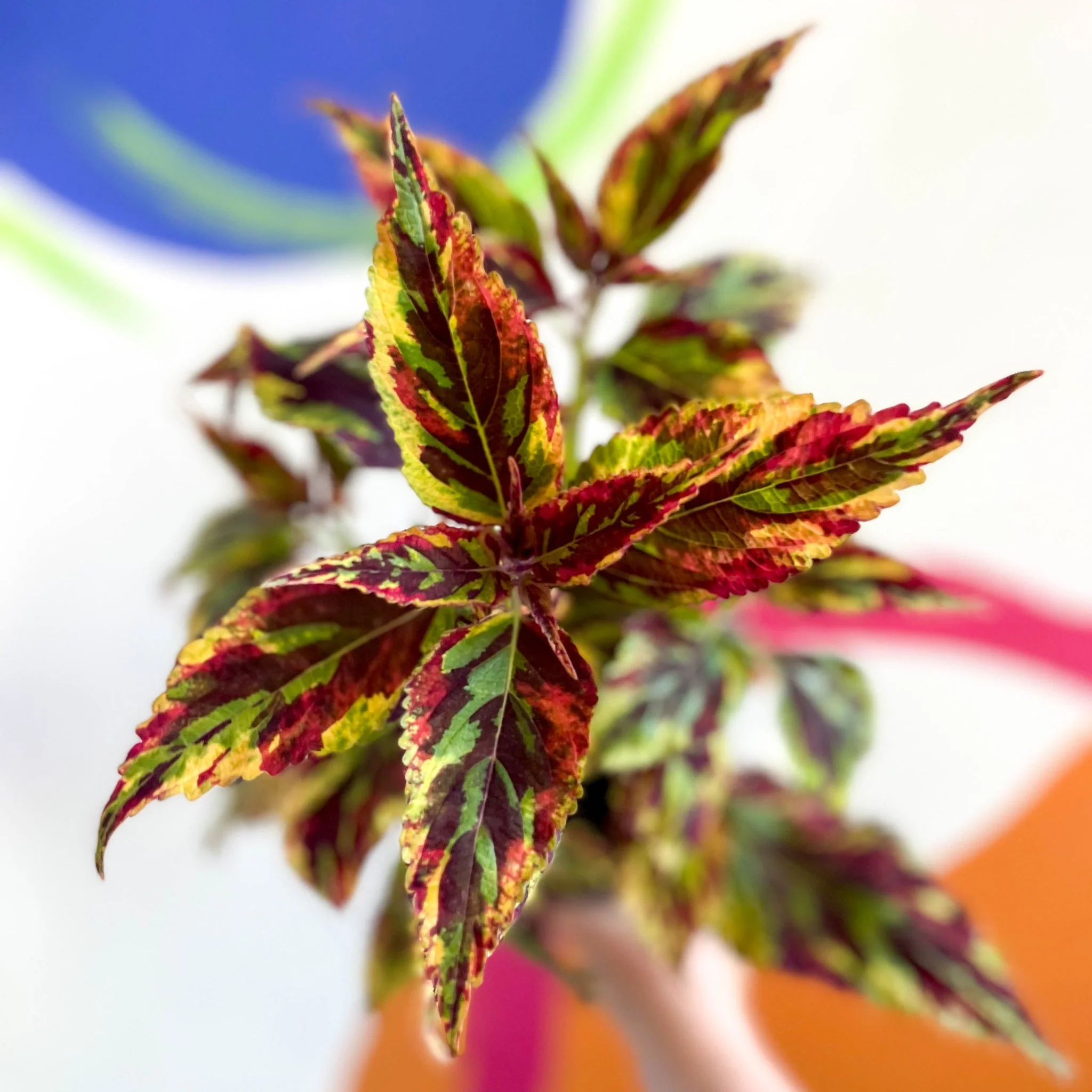 Painted Nettle - Coleus 'Combat' - Welsh Grown - Image 2