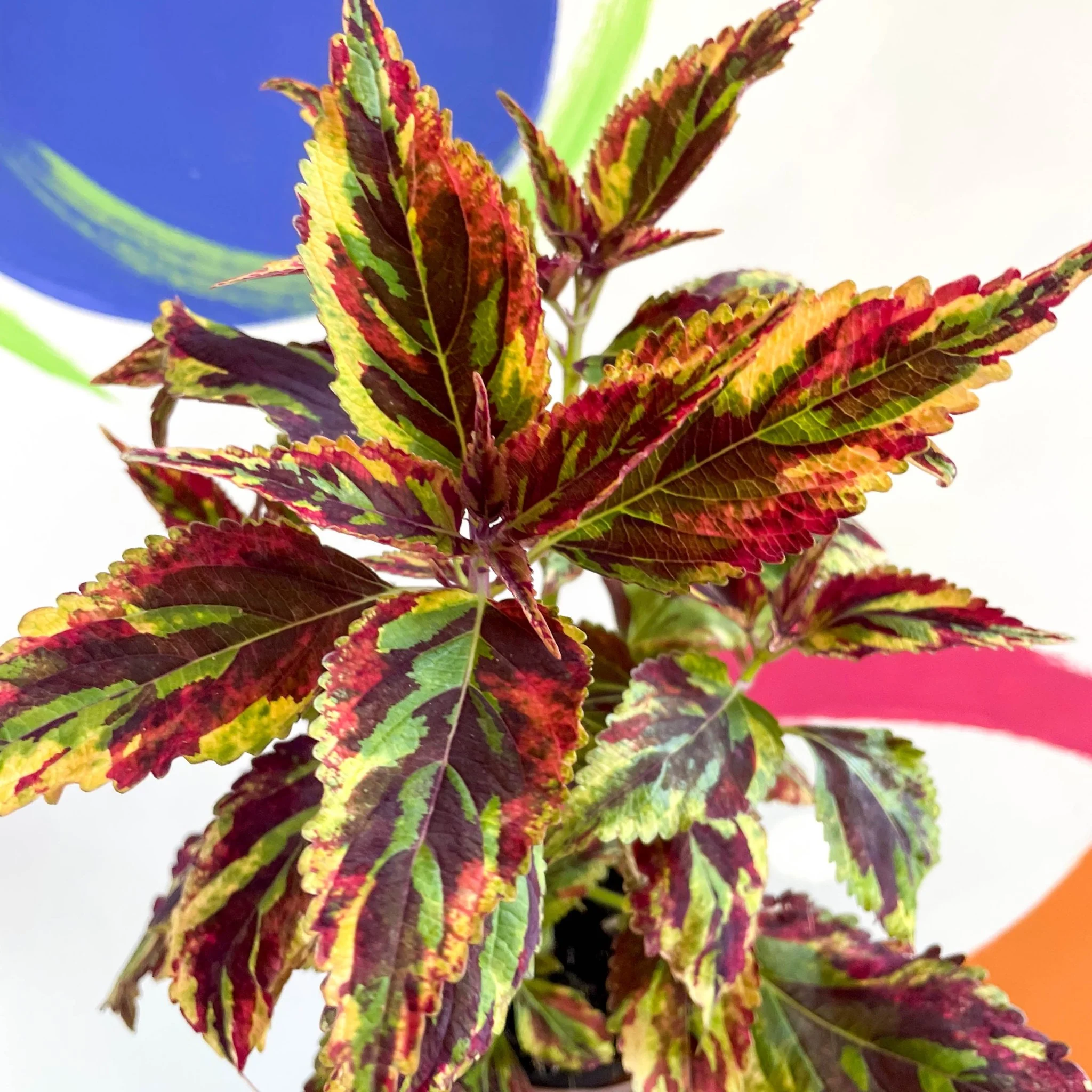 Painted Nettle - Coleus 'Combat' - Welsh Grown - Image 3