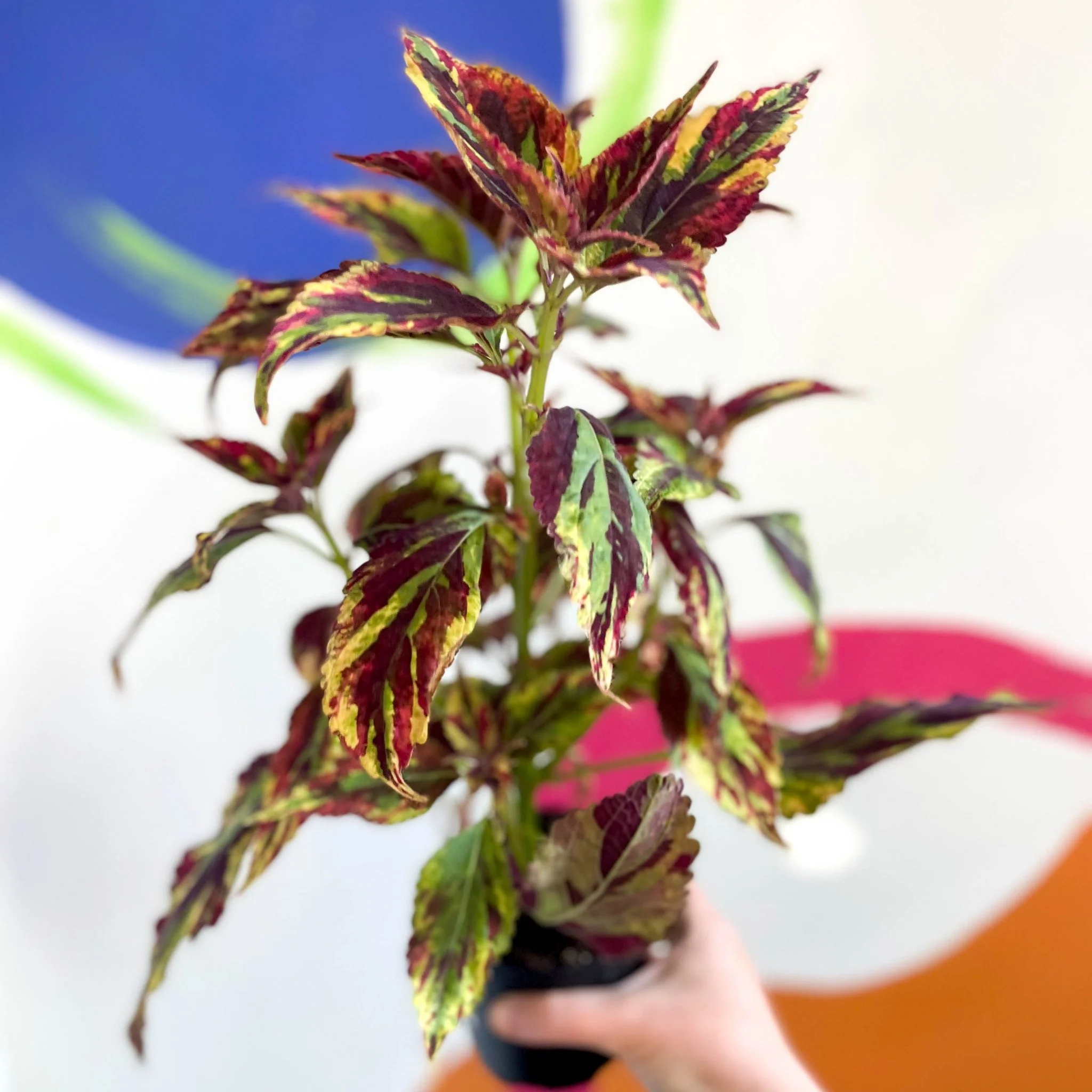 Painted Nettle - Coleus 'Combat' - Welsh Grown - Image 4
