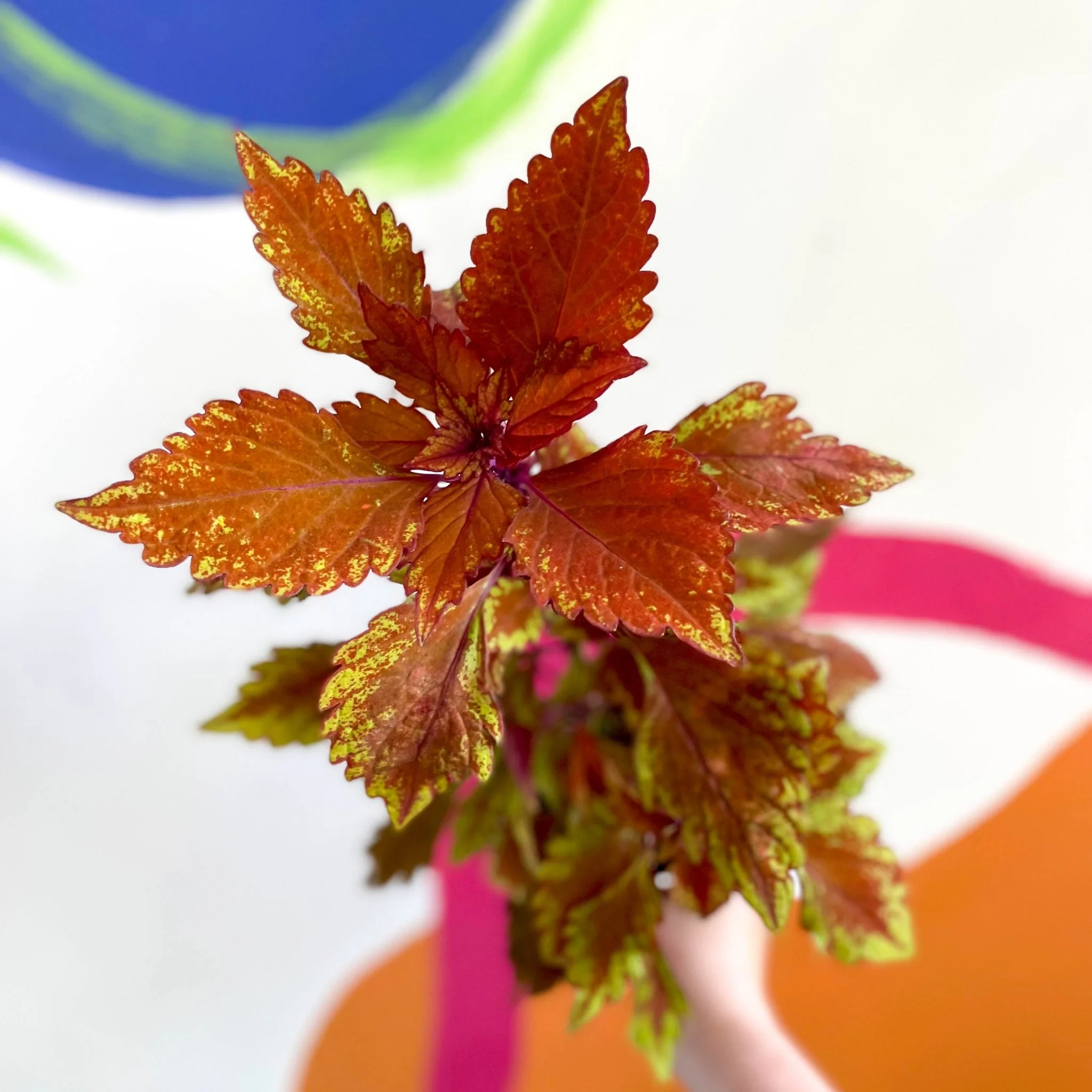 Painted Nettle - Coleus 'Long Island Iced Tea' - Welsh Grown - Image 3