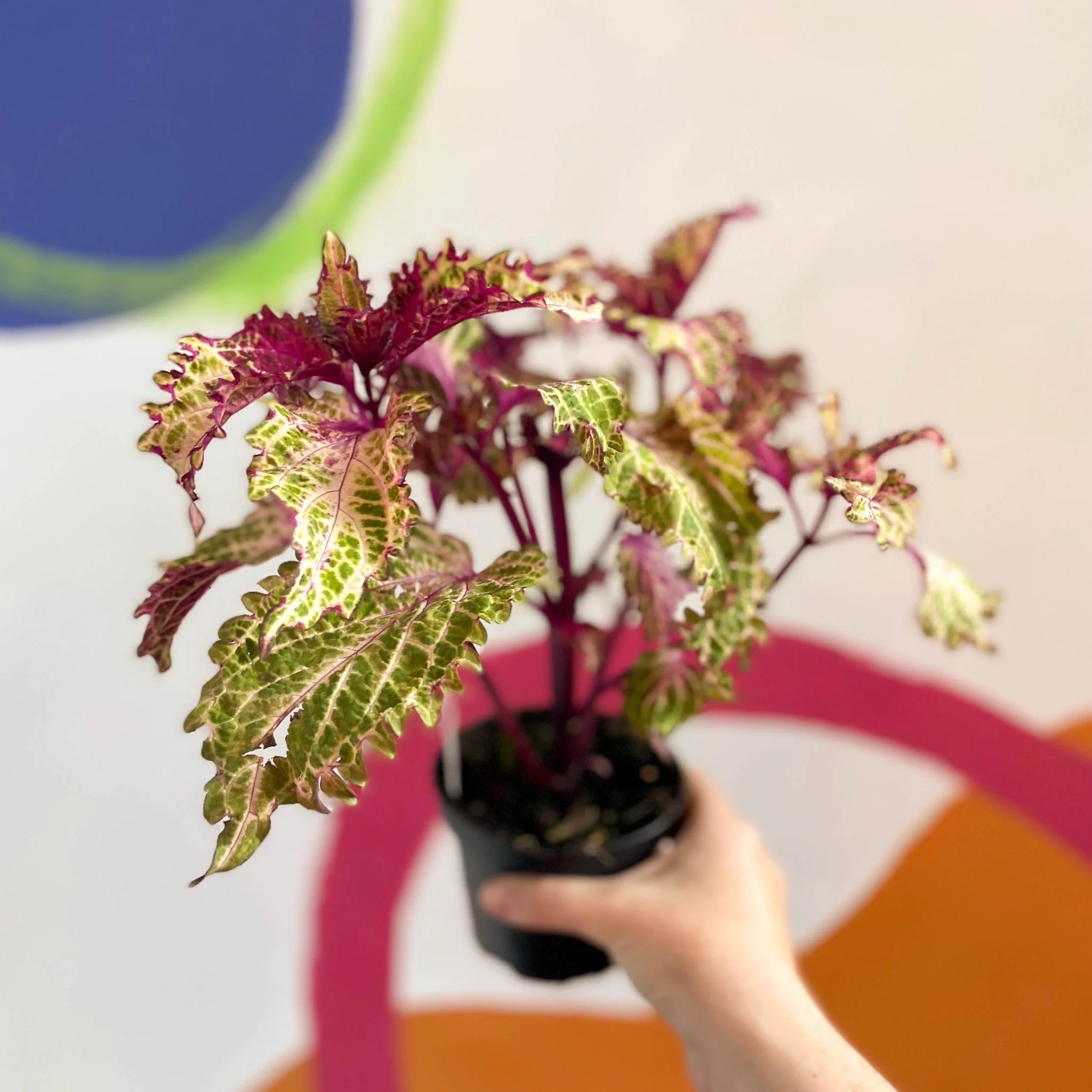 Painted Nettle - Coleus 'Peter's Wonder' - Welsh Grown