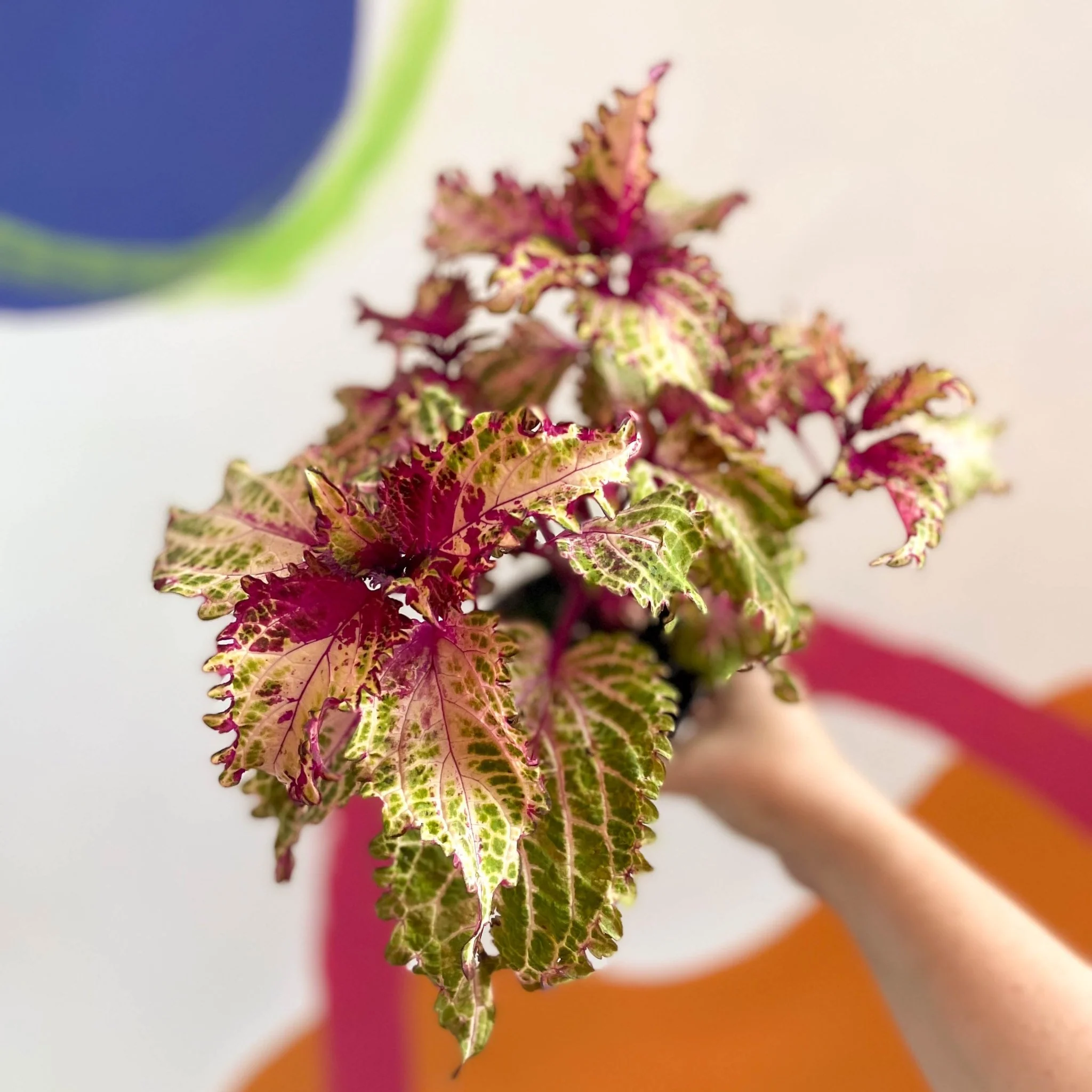 Painted Nettle - Coleus 'Peter's Wonder' - Welsh Grown - Image 2