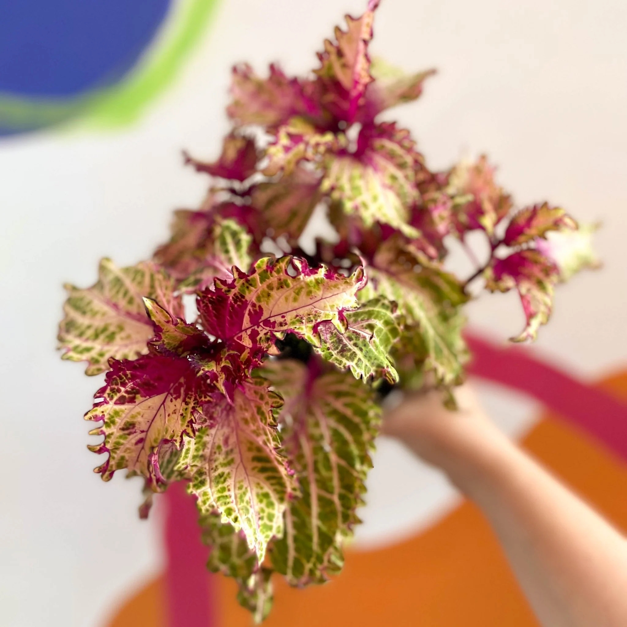 Painted Nettle - Coleus 'Peter's Wonder' - Welsh Grown - Image 3
