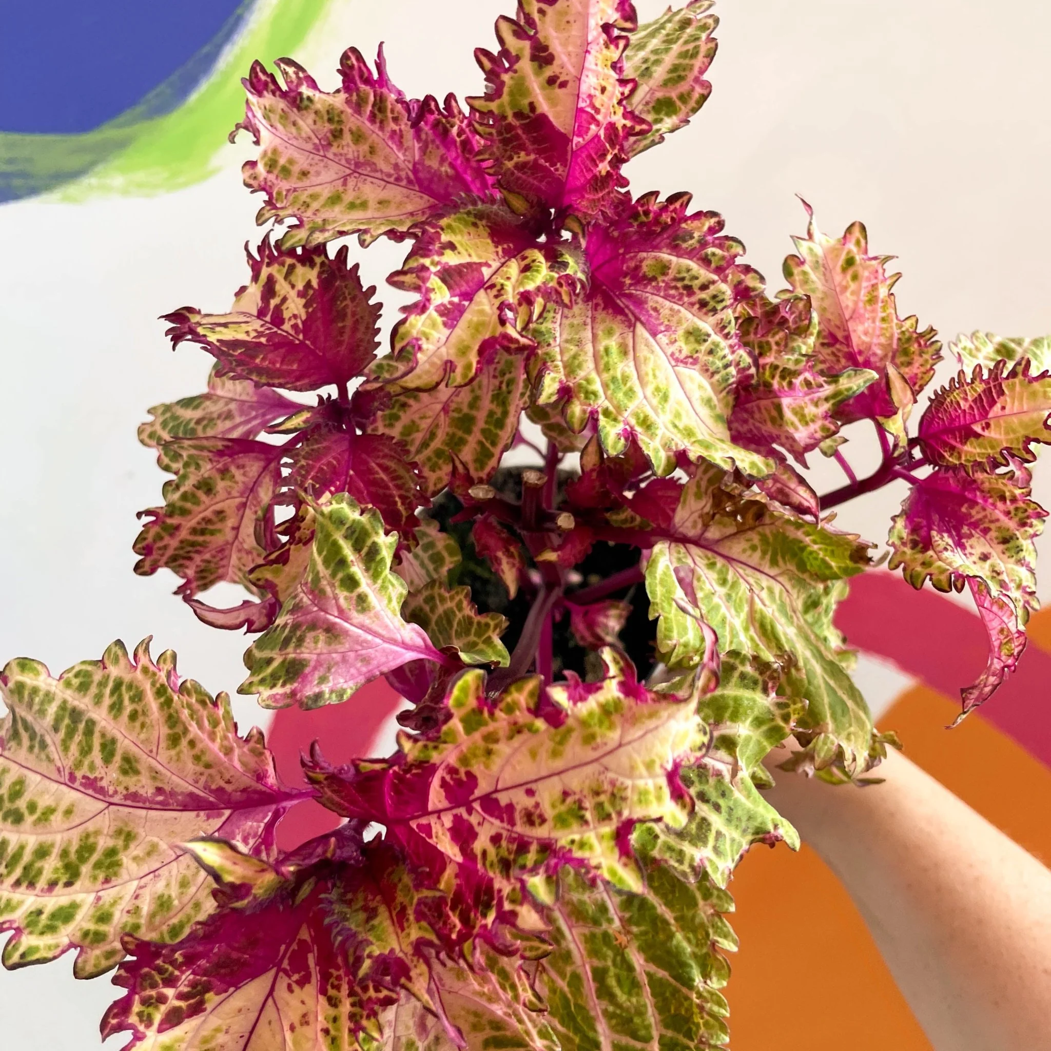 Painted Nettle - Coleus 'Peter's Wonder' - Welsh Grown - Image 4