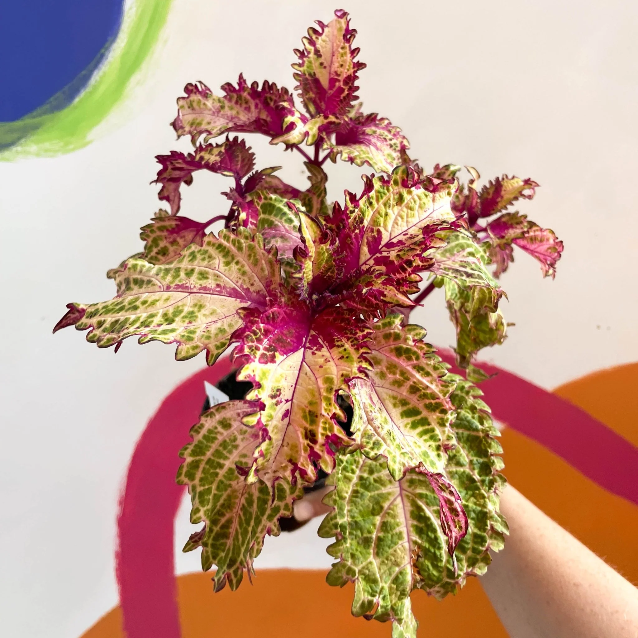 Painted Nettle - Coleus 'Peter's Wonder' - Welsh Grown - Image 5