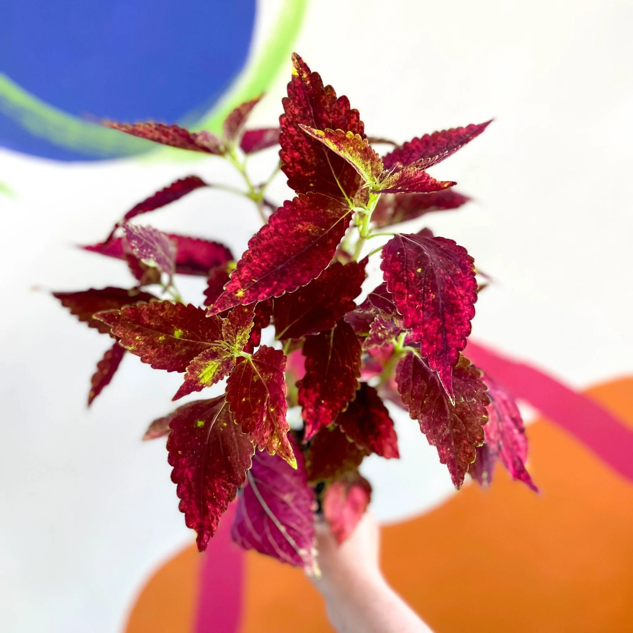 Painted Nettle - Coleus unnamed #10 - Welsh Grown