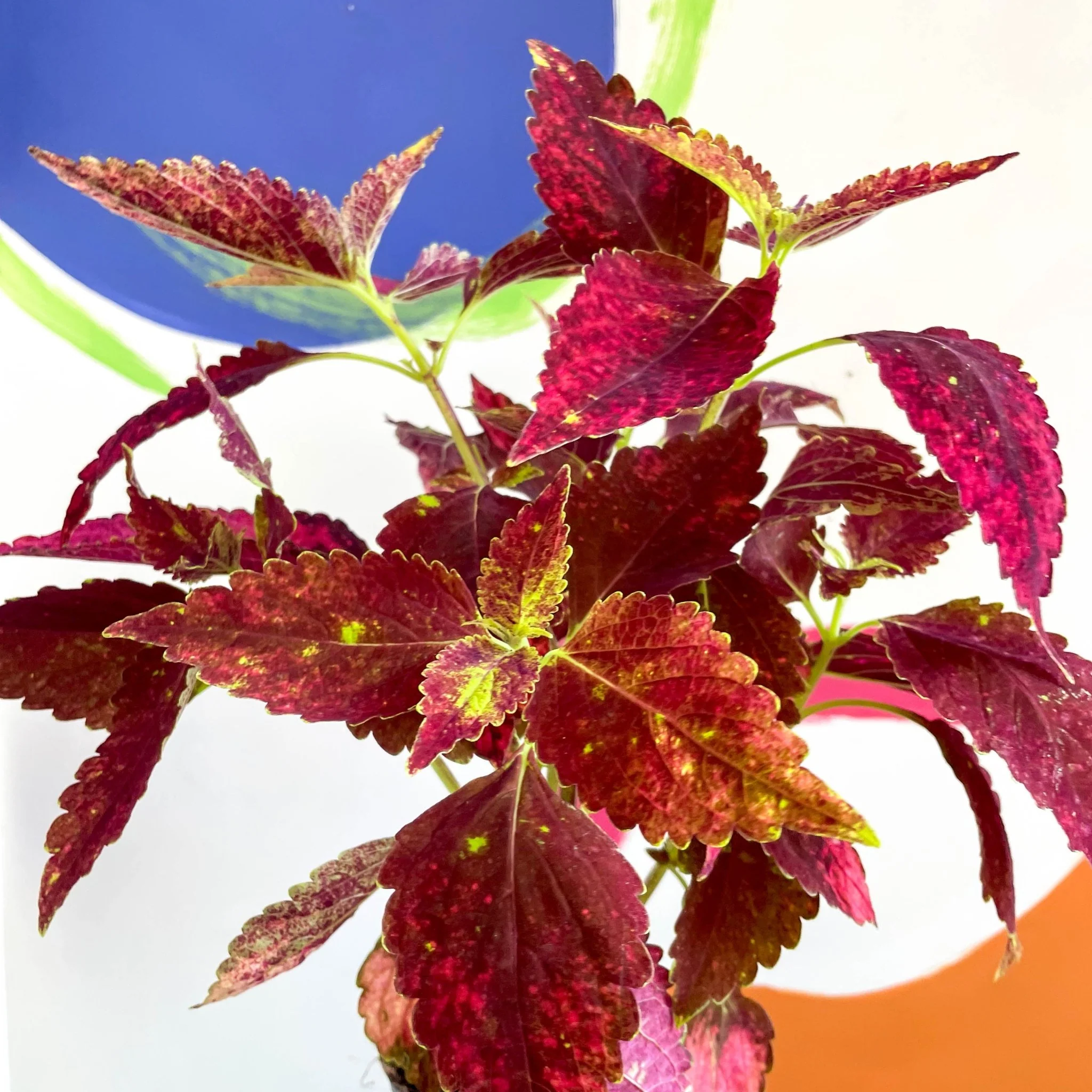 Painted Nettle - Coleus unnamed #10 - Welsh Grown - Image 2