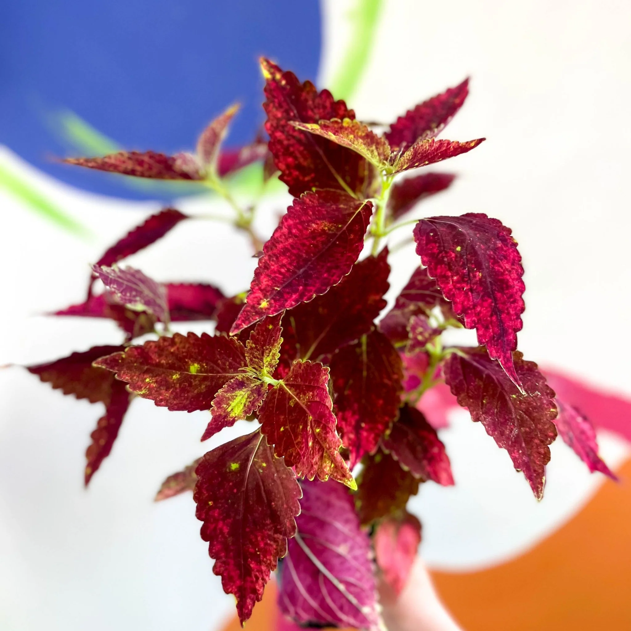Painted Nettle - Coleus unnamed #10 - Welsh Grown - Image 3