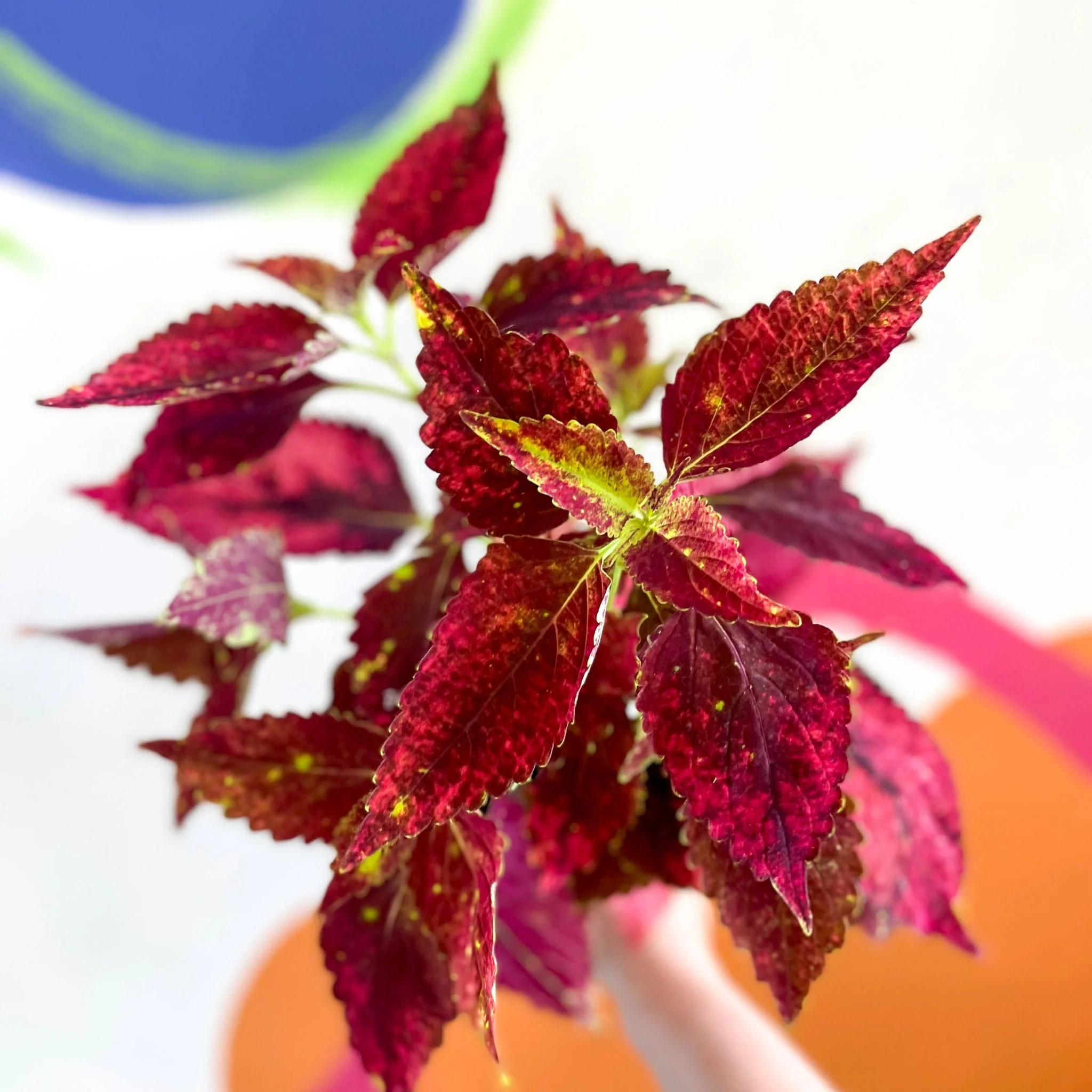 Painted Nettle - Coleus unnamed #10 - Welsh Grown - Image 4