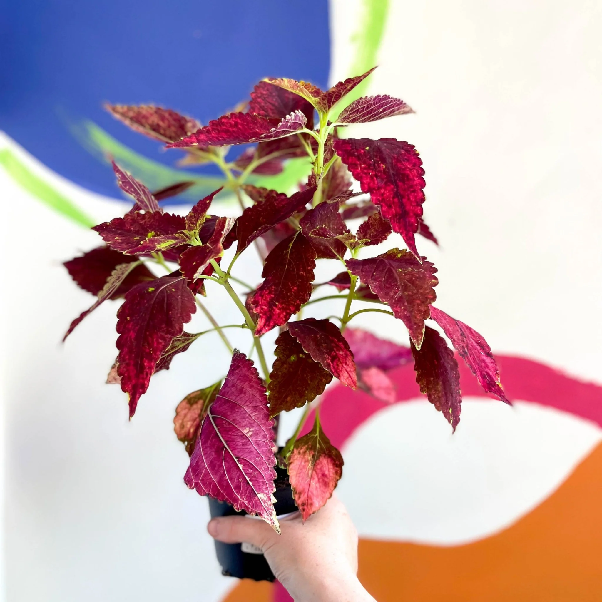 Painted Nettle - Coleus unnamed #10 - Welsh Grown - Image 5