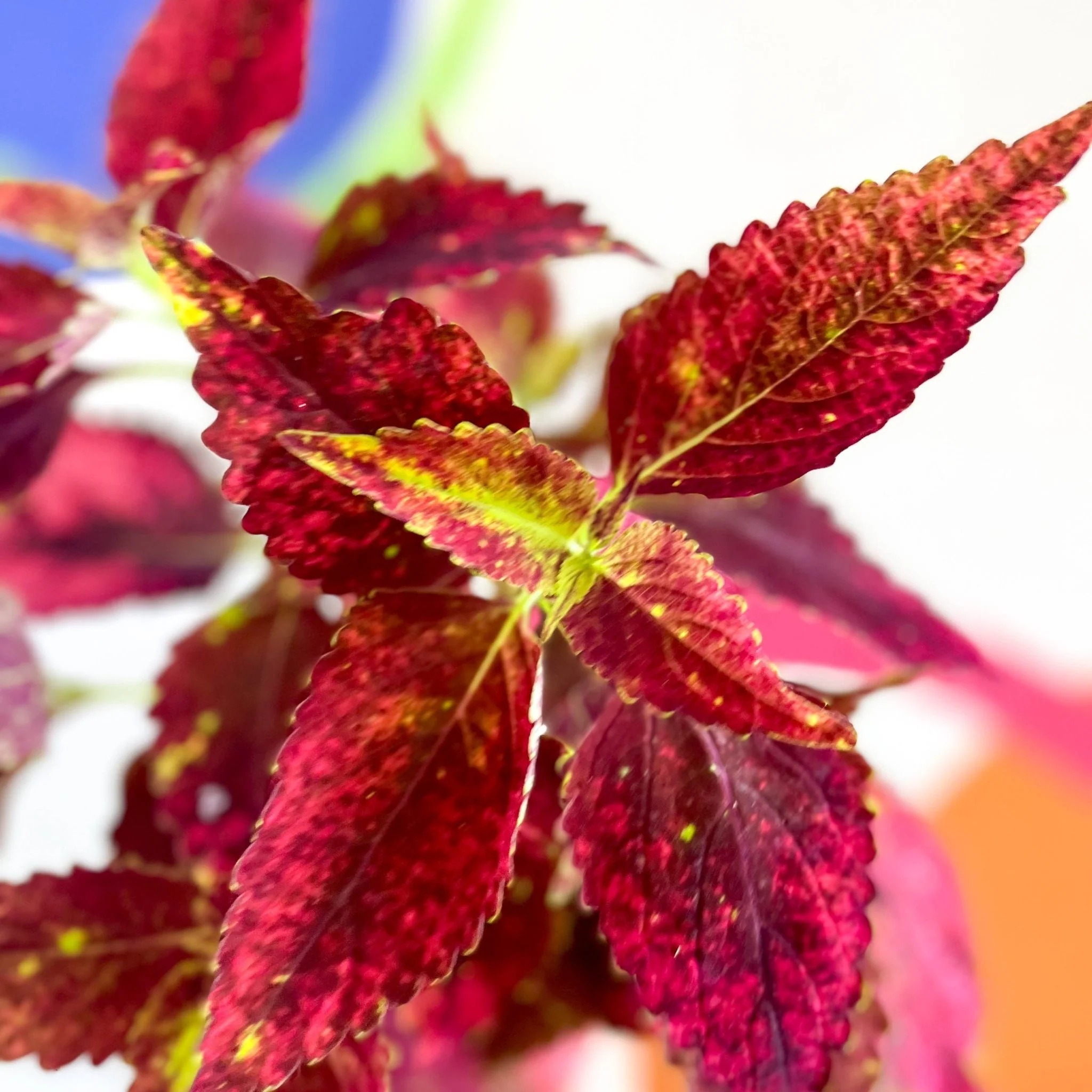Painted Nettle - Coleus unnamed #10 - Welsh Grown - Image 6
