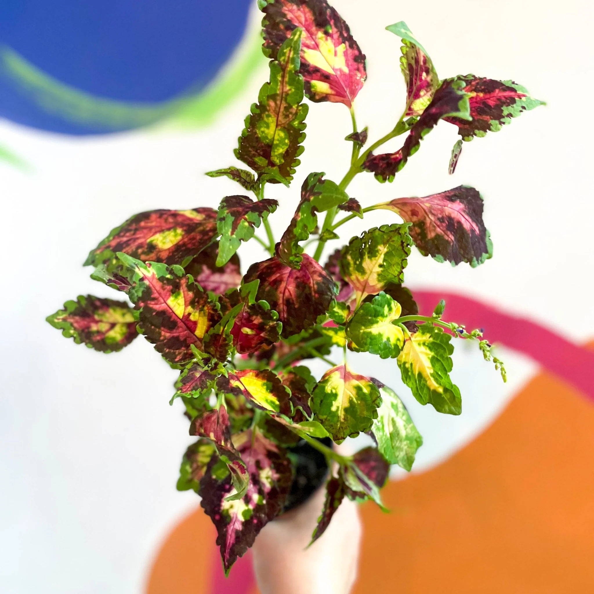 Painted Nettle - Coleus unnamed #11 - Welsh Grown