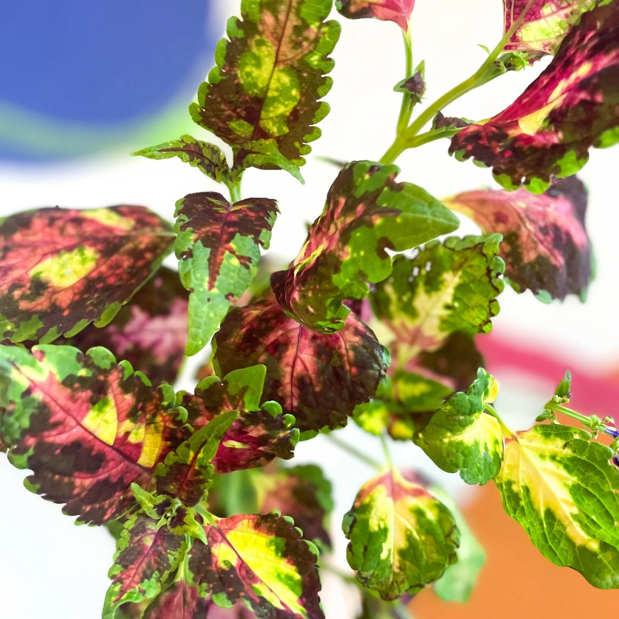 Painted Nettle - Coleus unnamed #11 - Welsh Grown - Image 2