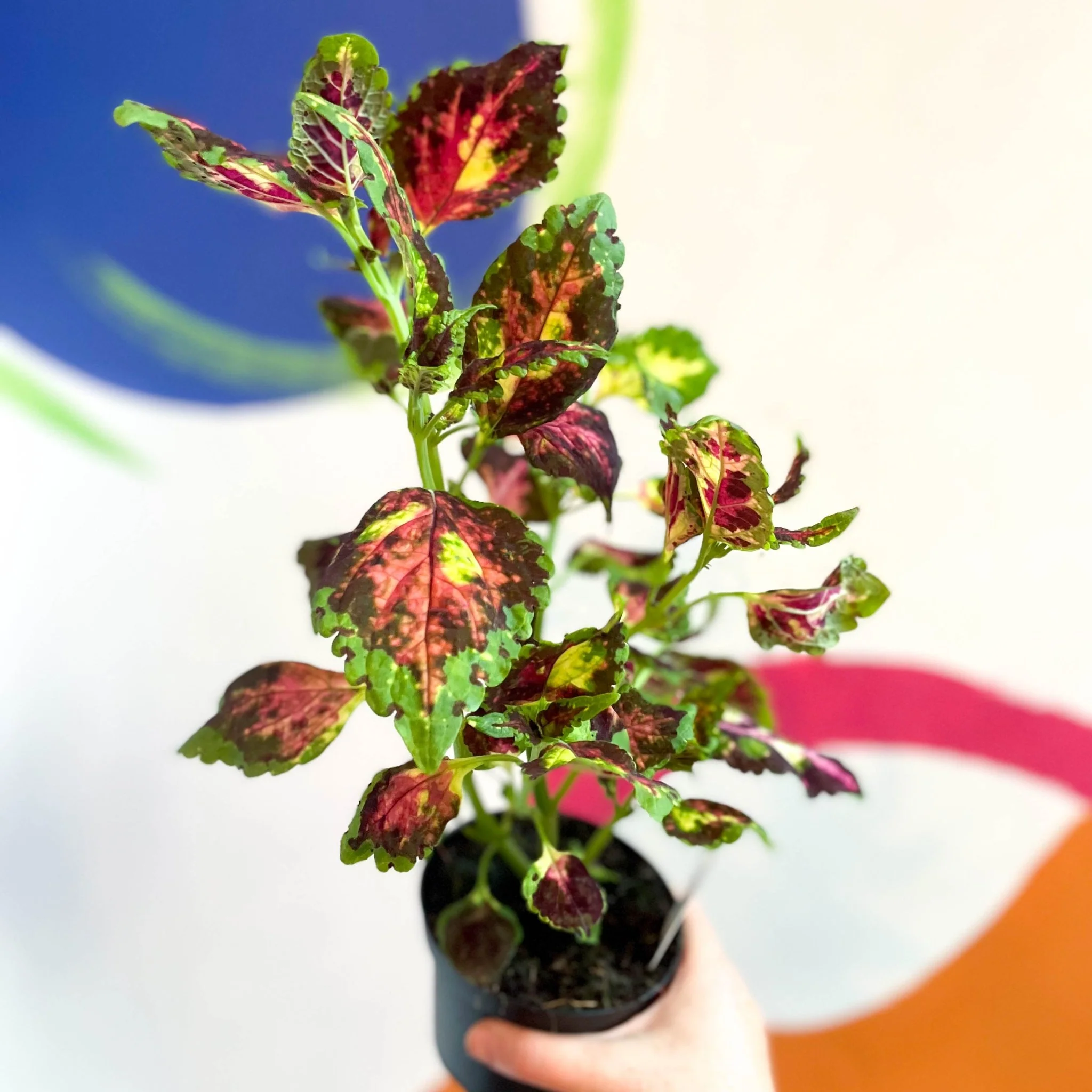 Painted Nettle - Coleus unnamed #11 - Welsh Grown - Image 3