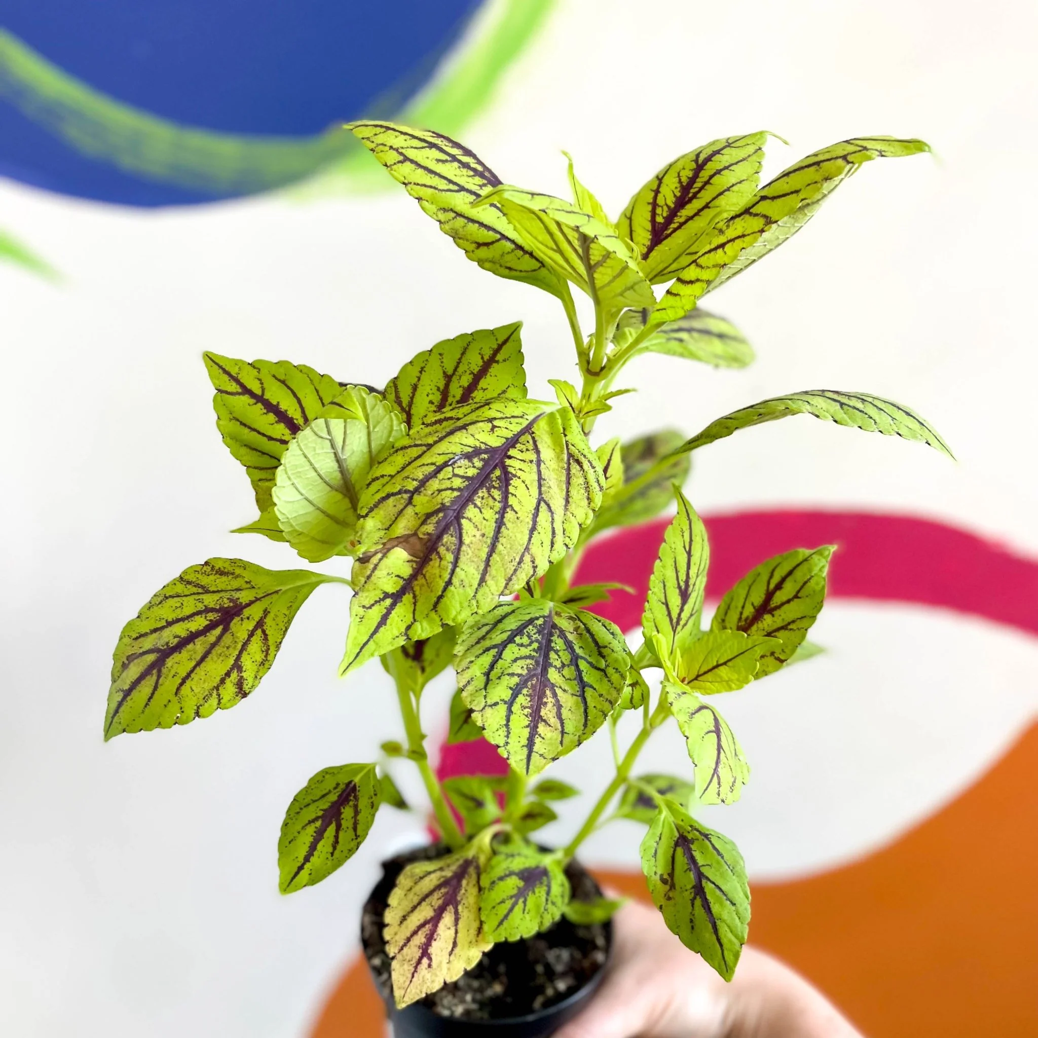 Painted Nettle - Coleus unnamed #6 - Welsh Grown