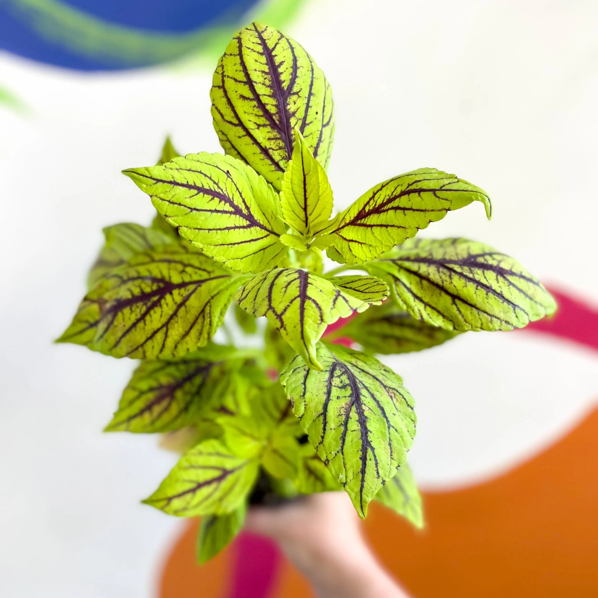 Painted Nettle - Coleus unnamed #6 - Welsh Grown - Image 2