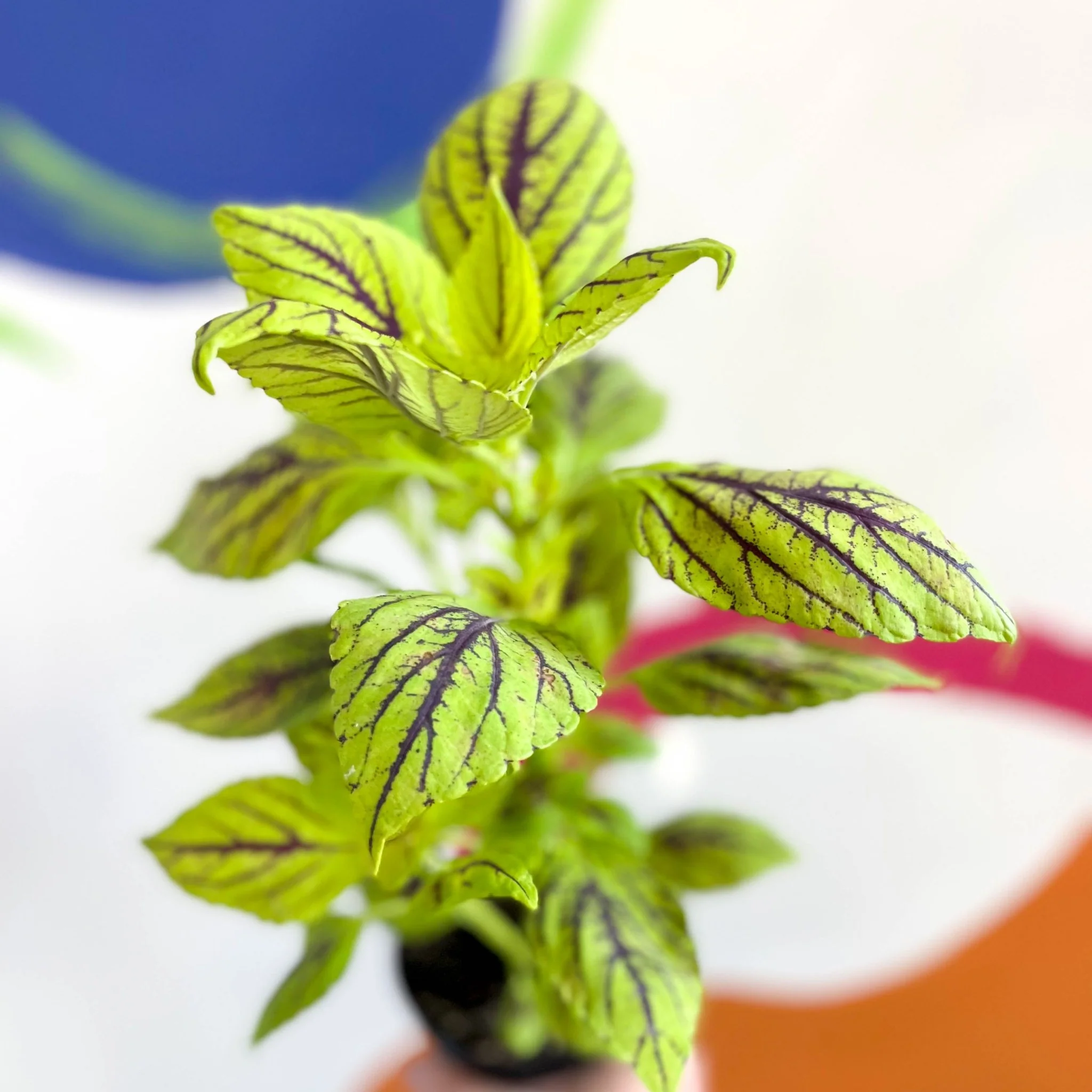 Painted Nettle - Coleus unnamed #6 - Welsh Grown - Image 3
