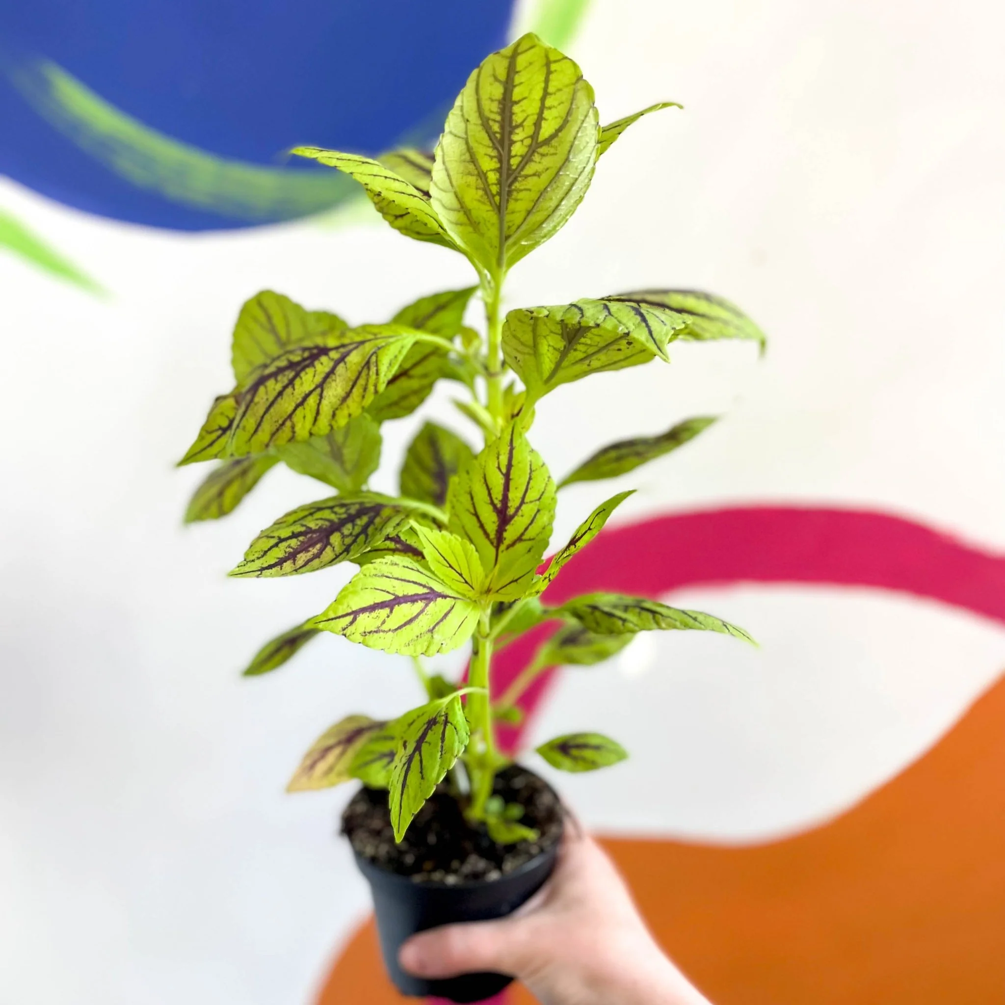 Painted Nettle - Coleus unnamed #6 - Welsh Grown - Image 4