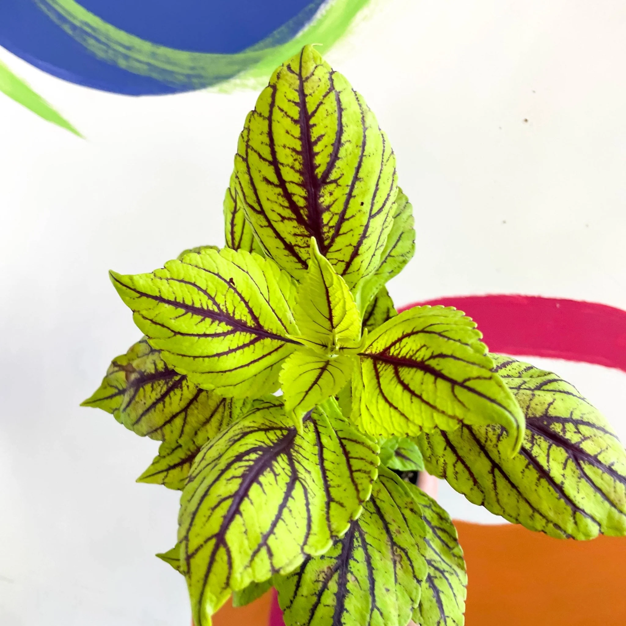 Painted Nettle - Coleus unnamed #6 - Welsh Grown - Image 6