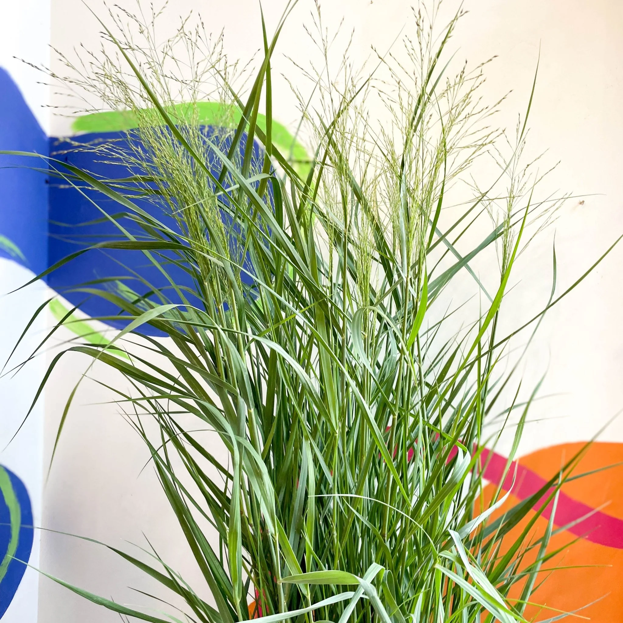 Panicum virgatum 'Prairie Sky' - Switch Grass - Image 8