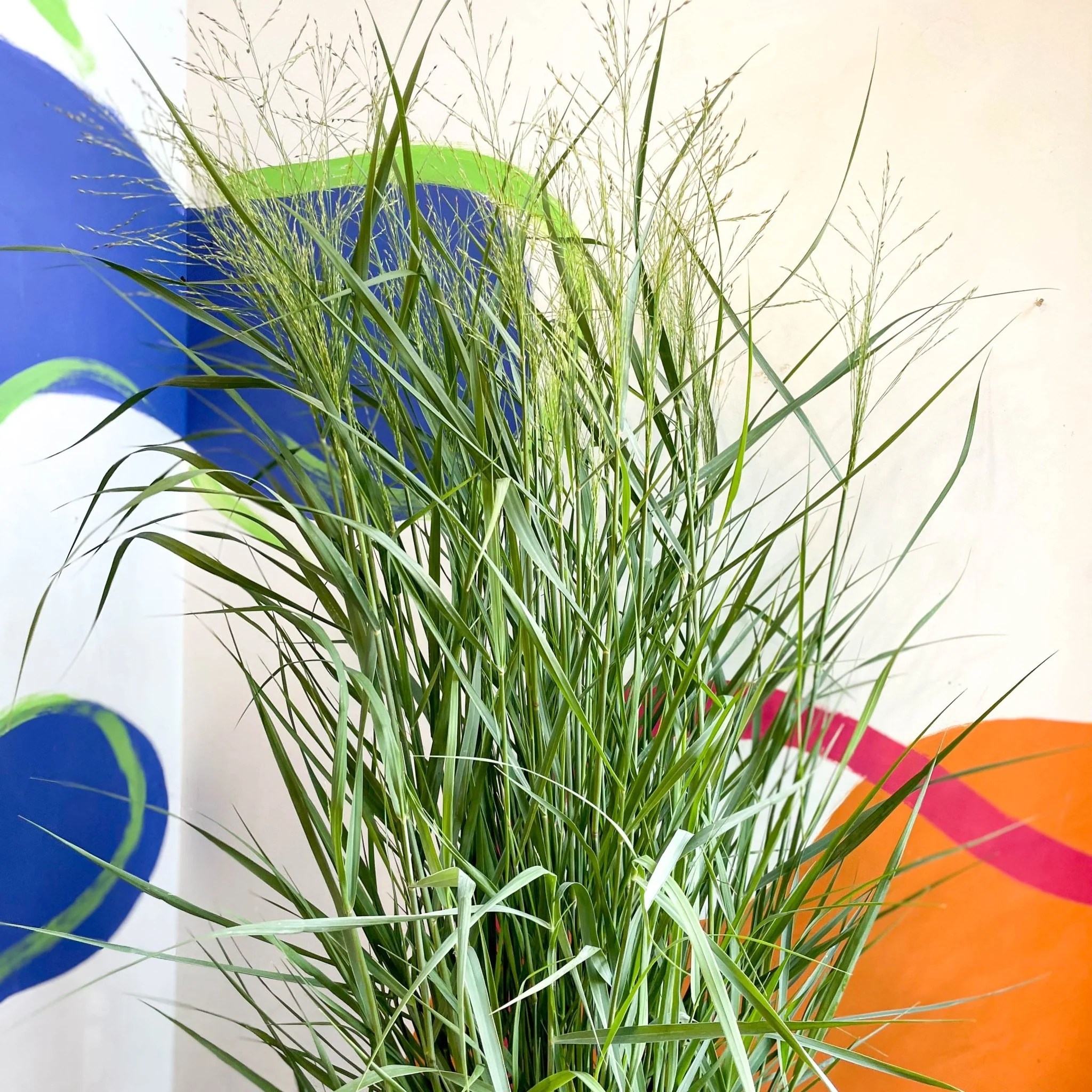 Panicum virgatum 'Prairie Sky' - Switch Grass - Image 9