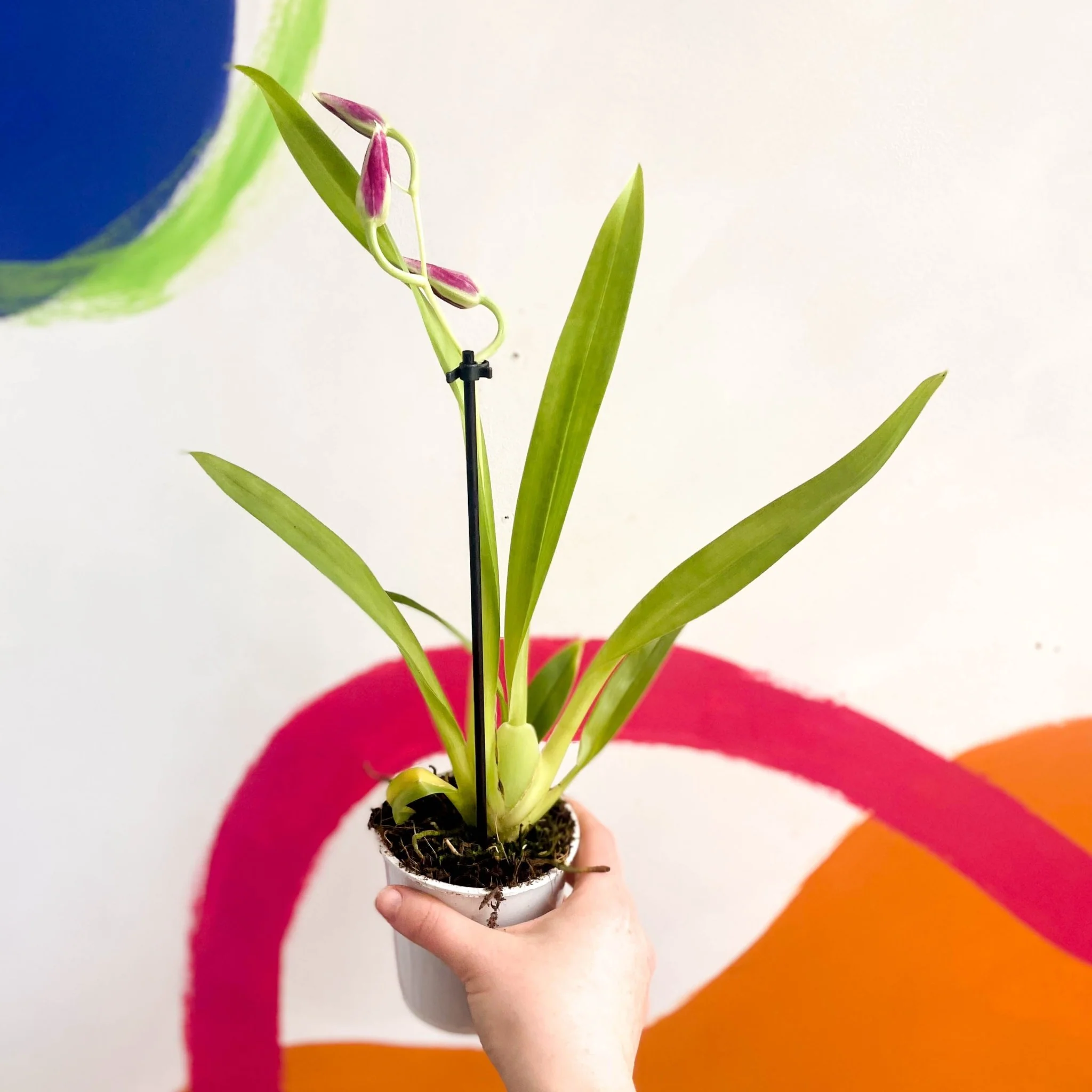 Pansy Orchid - Miltoniopsis