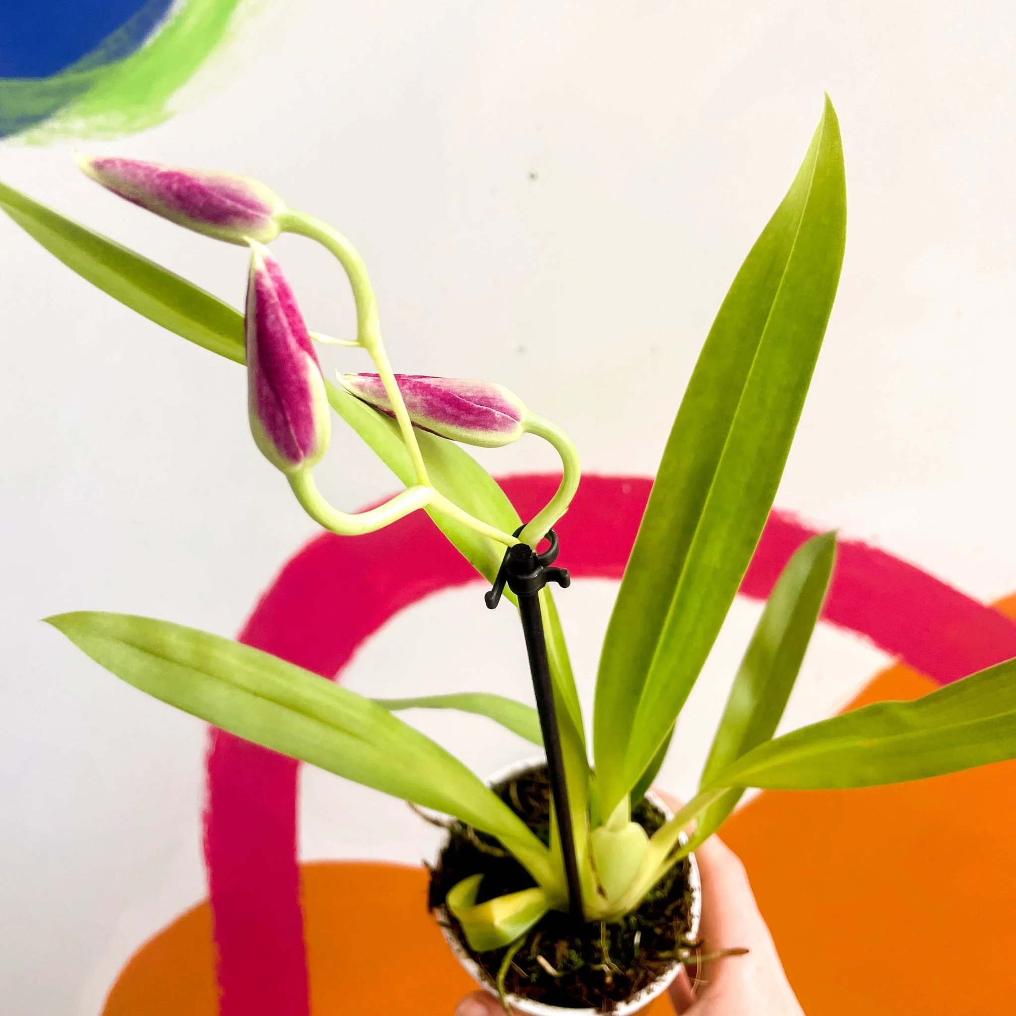 Pansy Orchid - Miltoniopsis - Image 2