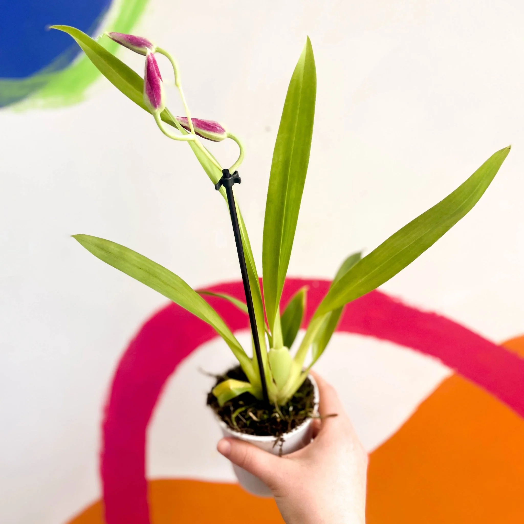 Pansy Orchid - Miltoniopsis - Image 3