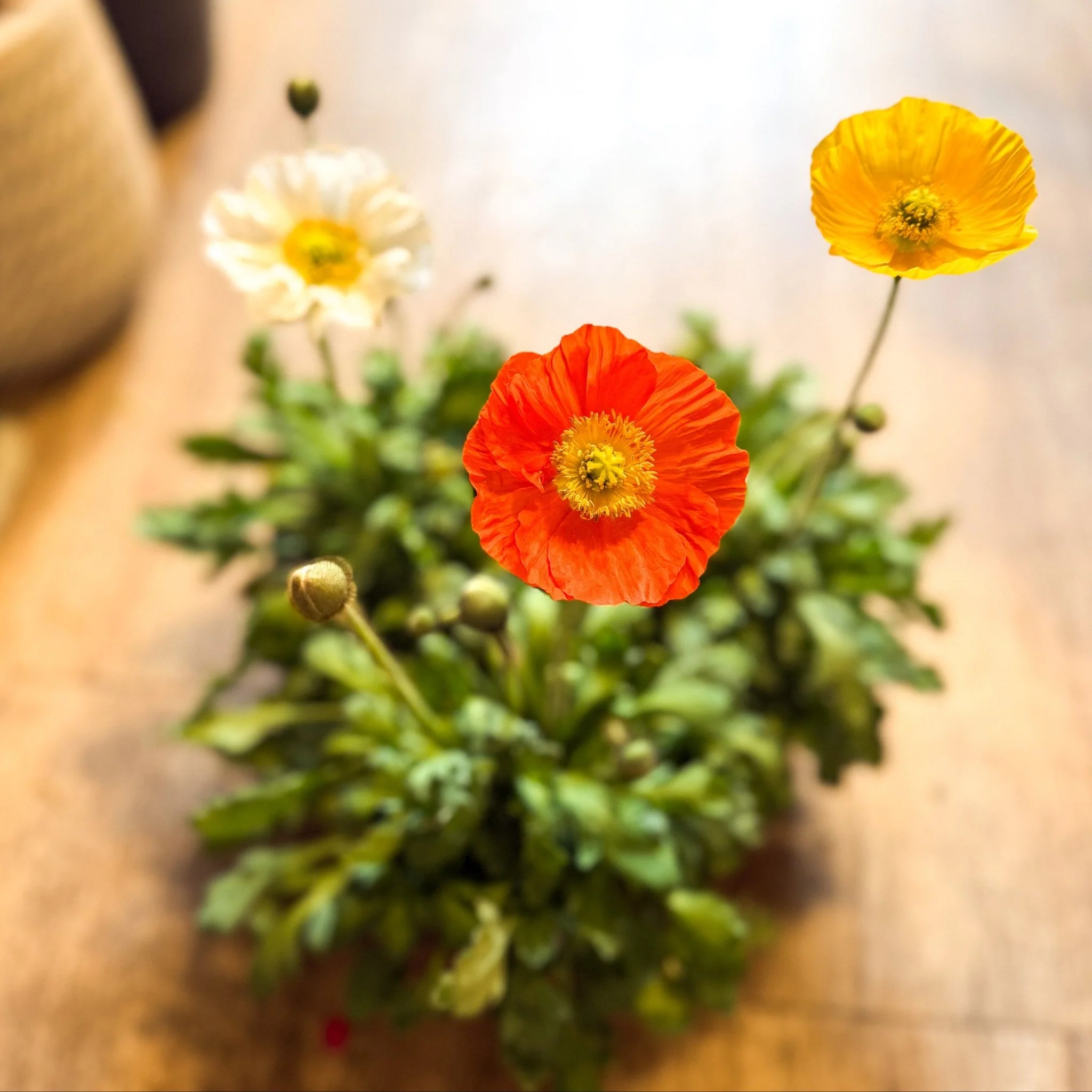Papaver nudicaule 'Gartenzwerg' - Icelandic Poppy (mixed colours)