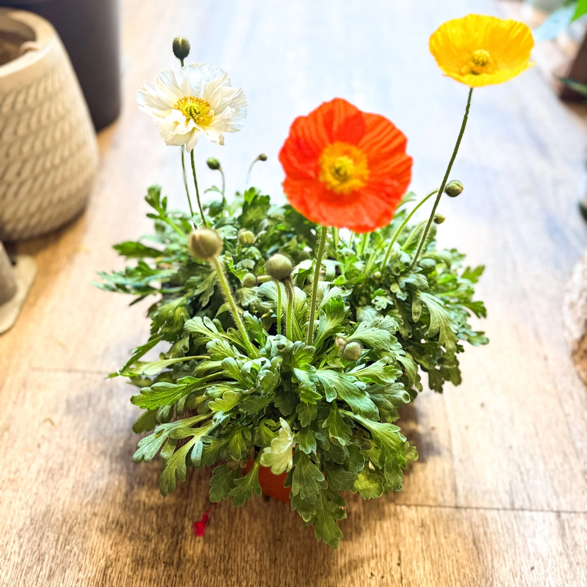 Papaver nudicaule 'Gartenzwerg' - Icelandic Poppy (mixed colours) - Image 10
