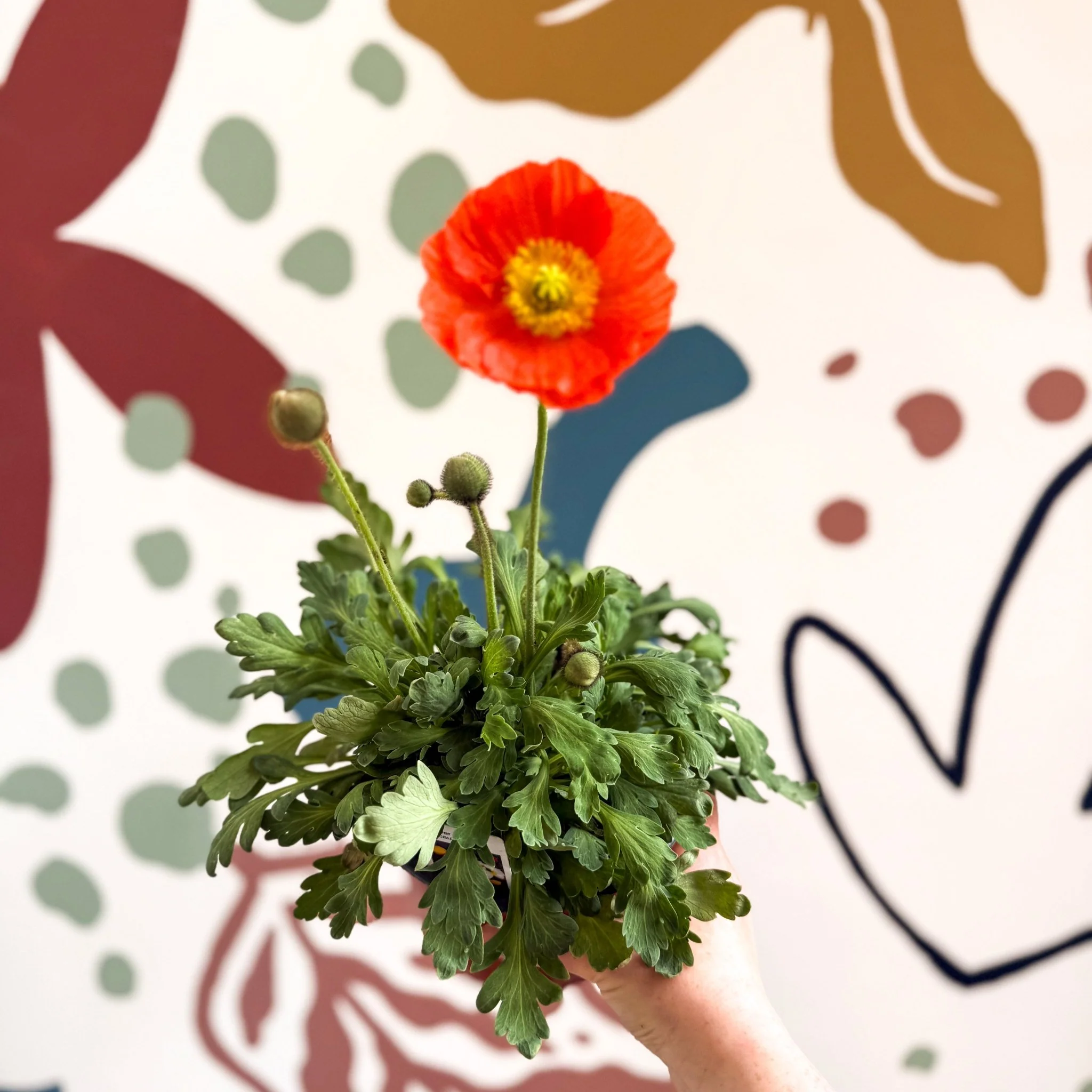 Papaver nudicaule 'Gartenzwerg' - Icelandic Poppy (mixed colours) - Image 2