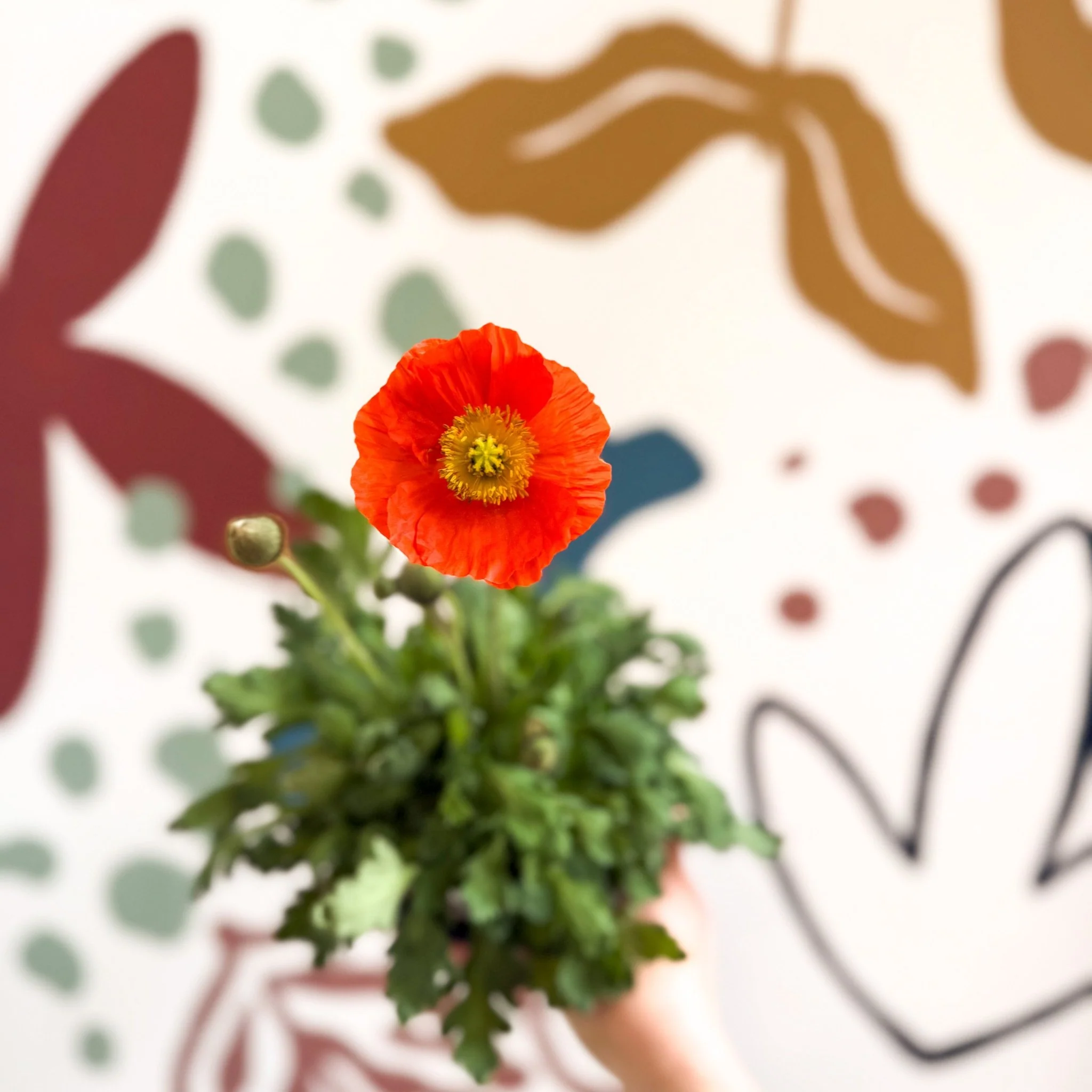 Papaver nudicaule 'Gartenzwerg' - Icelandic Poppy (mixed colours) - Image 3