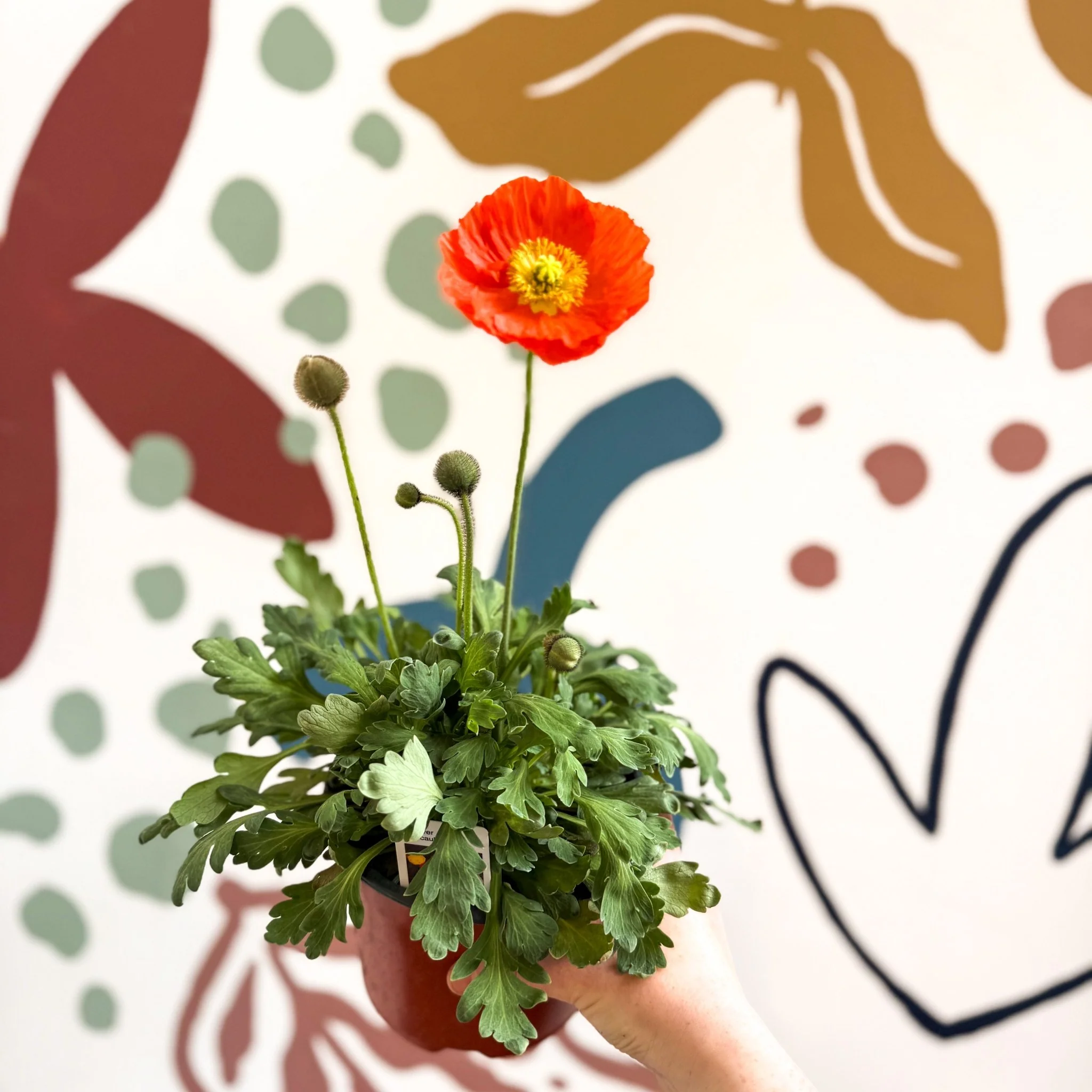 Papaver nudicaule 'Gartenzwerg' - Icelandic Poppy (mixed colours) - Image 4