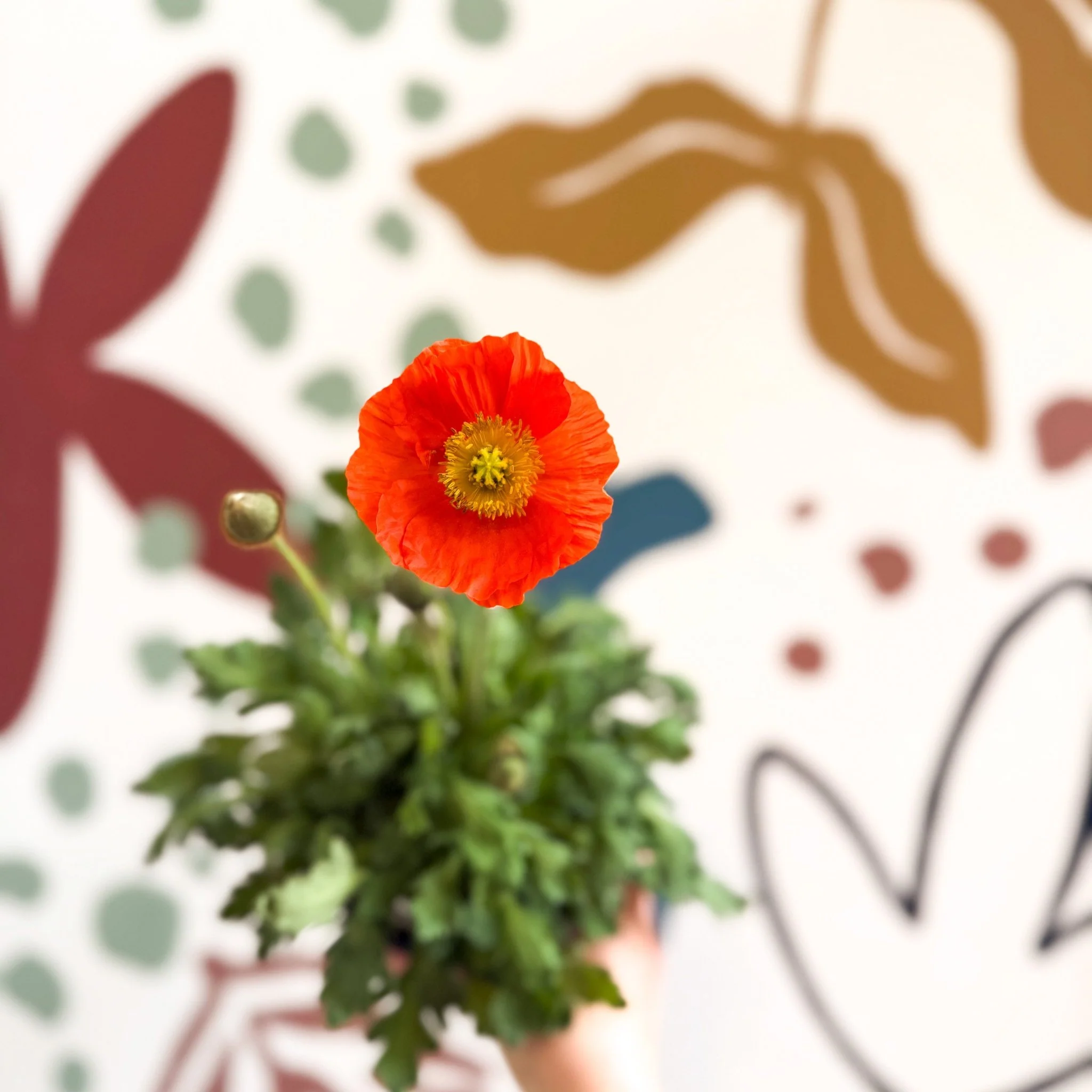 Papaver nudicaule 'Gartenzwerg' - Icelandic Poppy (mixed colours) - Image 6