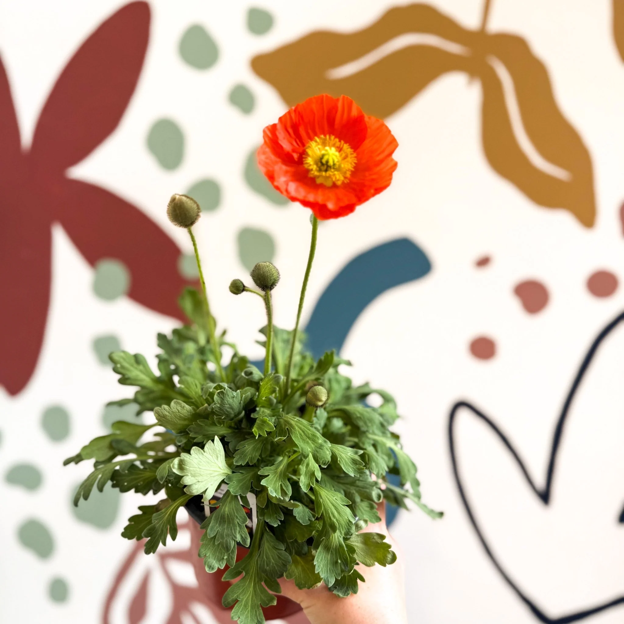 Papaver nudicaule 'Gartenzwerg' - Icelandic Poppy (mixed colours) - Image 7