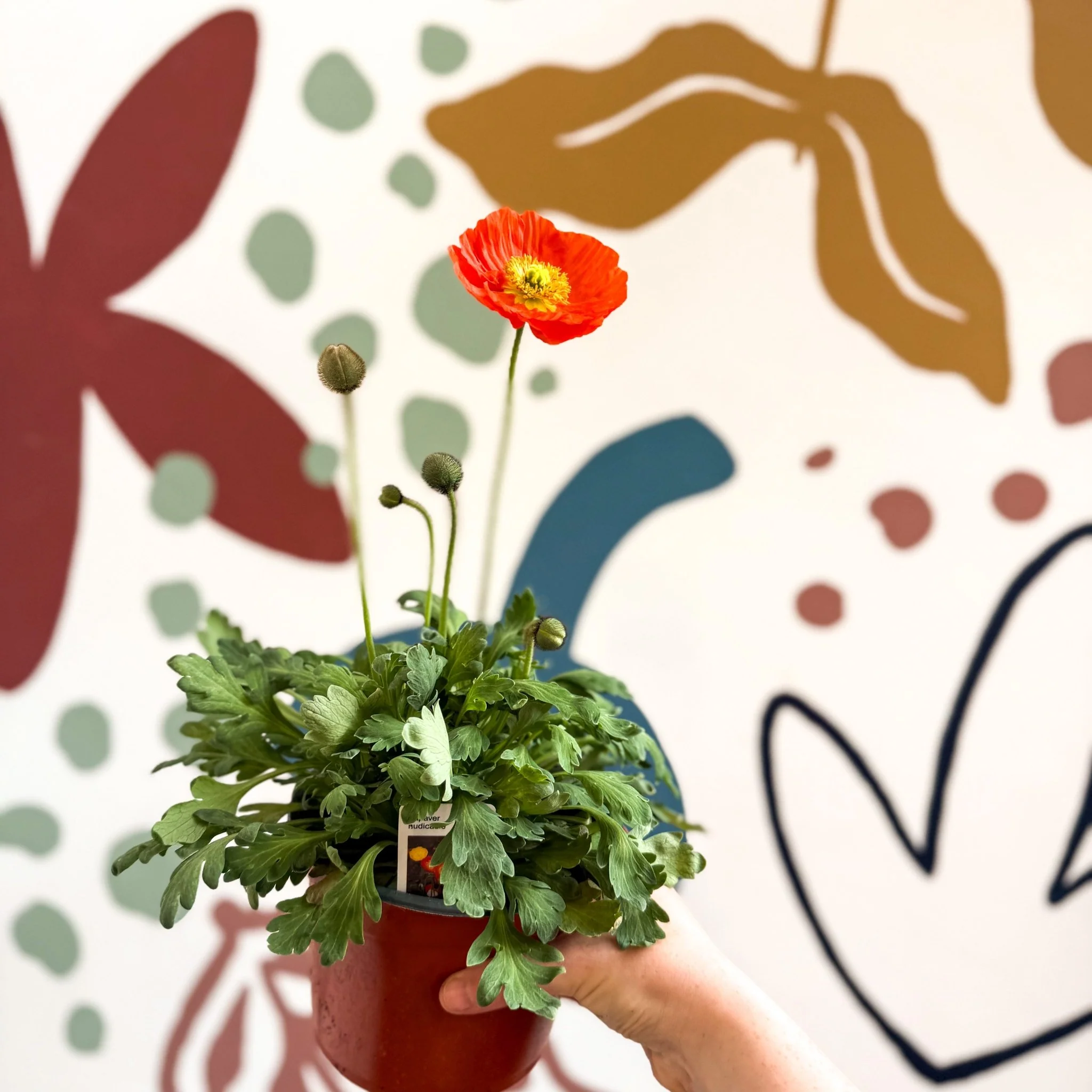 Papaver nudicaule 'Gartenzwerg' - Icelandic Poppy (mixed colours) - Image 8
