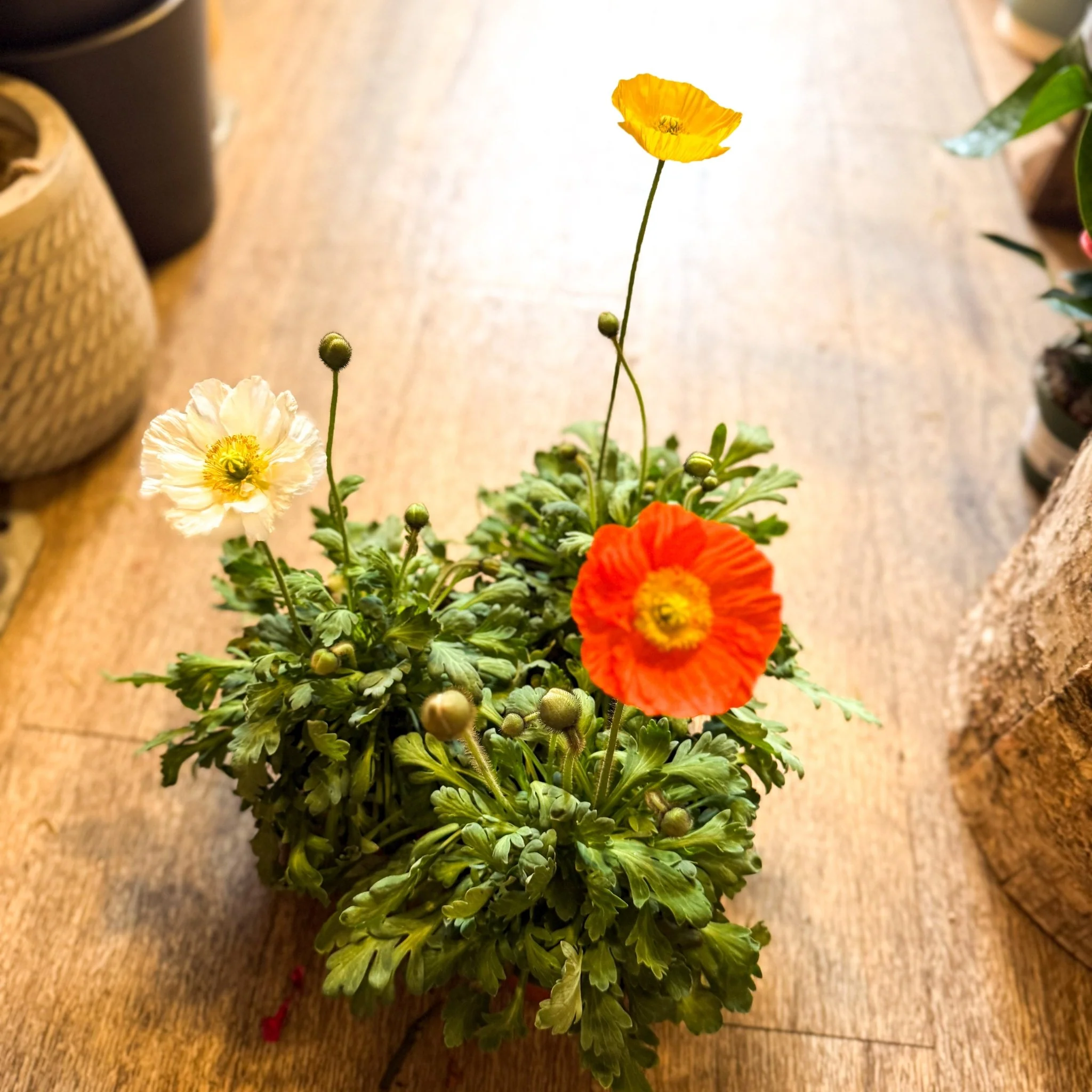 Papaver nudicaule 'Gartenzwerg' - Icelandic Poppy (mixed colours) - Image 9