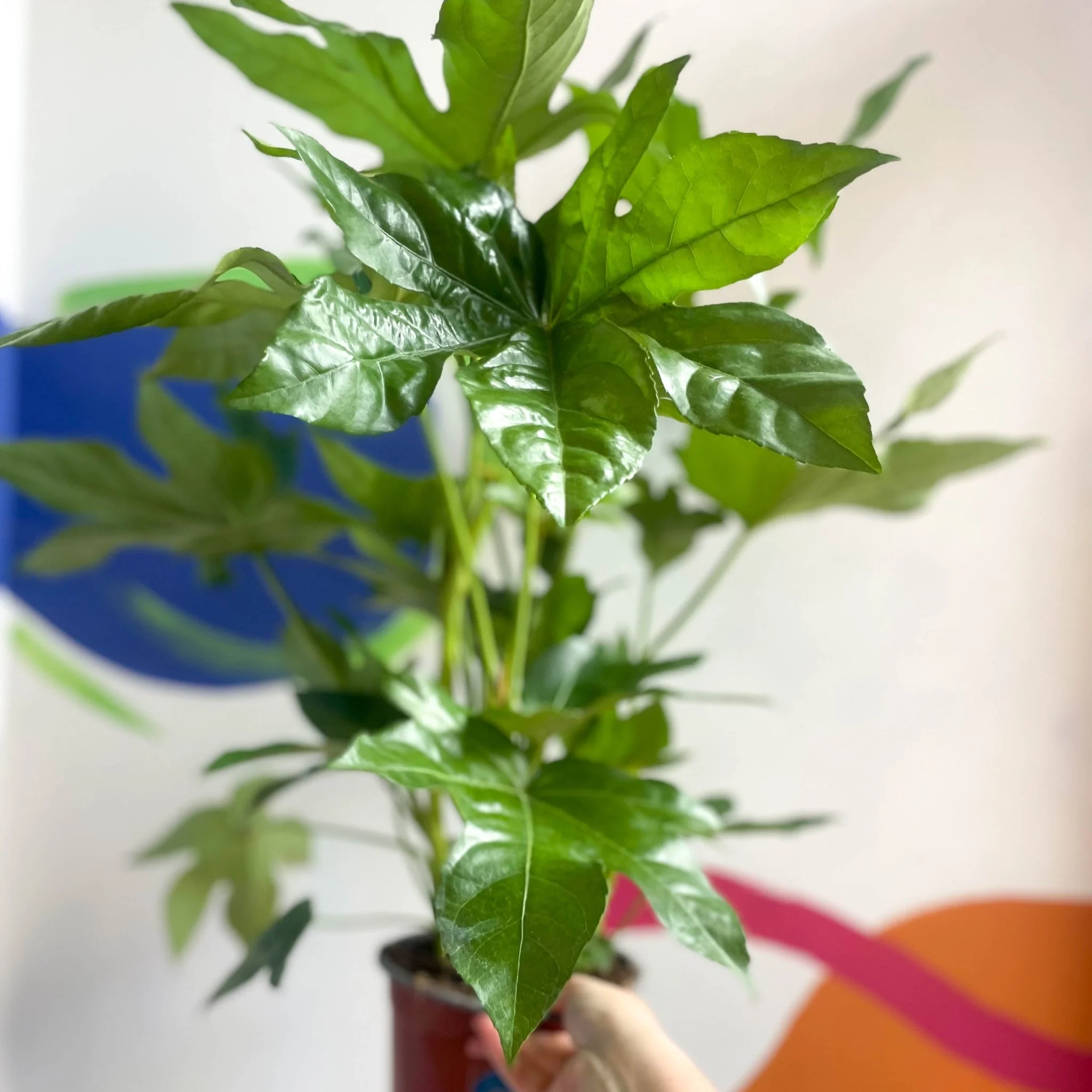 Fatsia japonica - Paper Plant - Image 10
