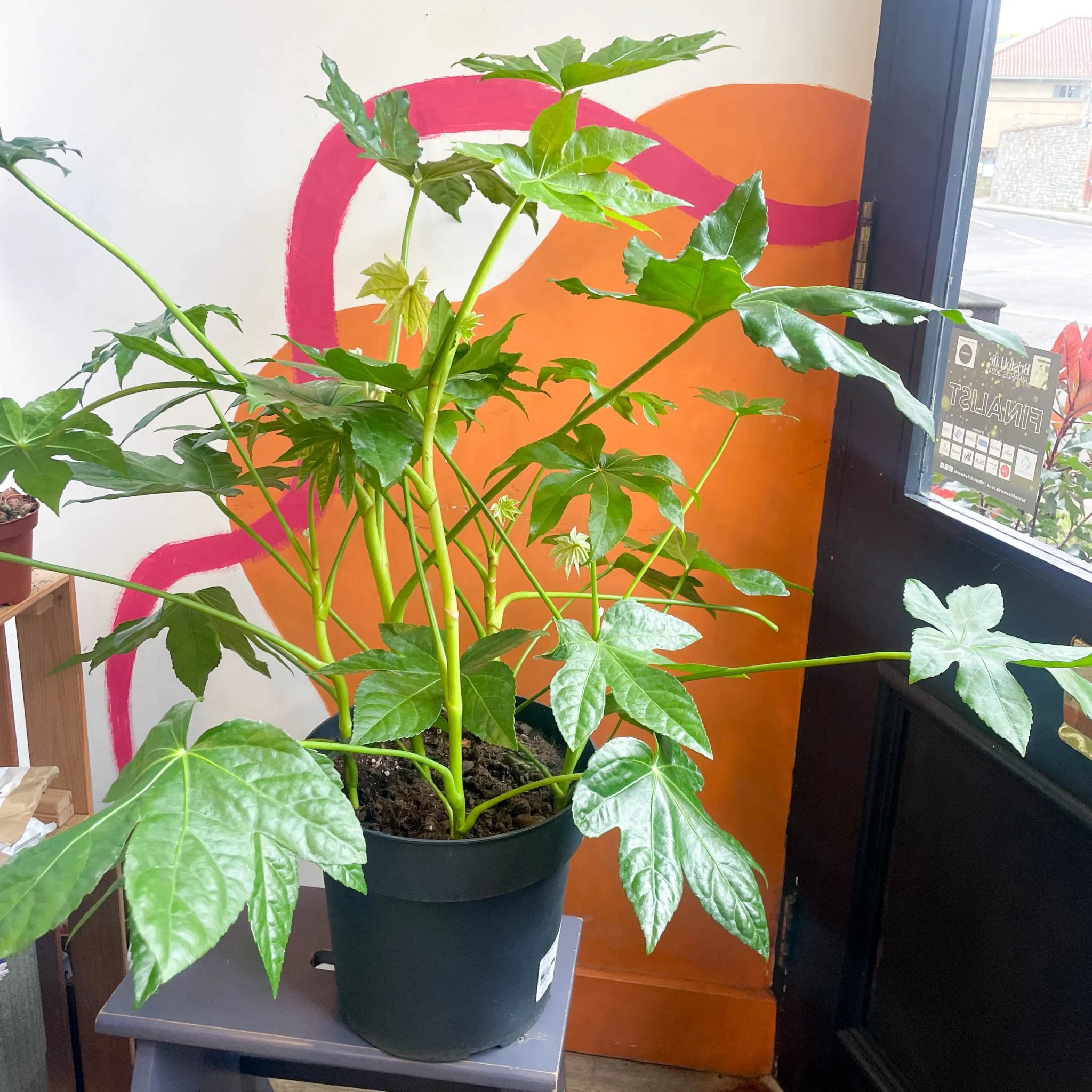 Fatsia japonica - Paper Plant - Image 11