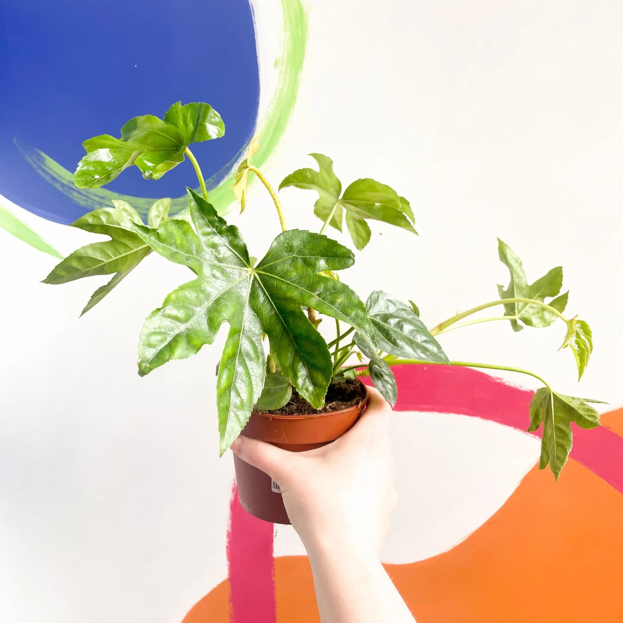 Fatsia japonica - Paper Plant - Image 3