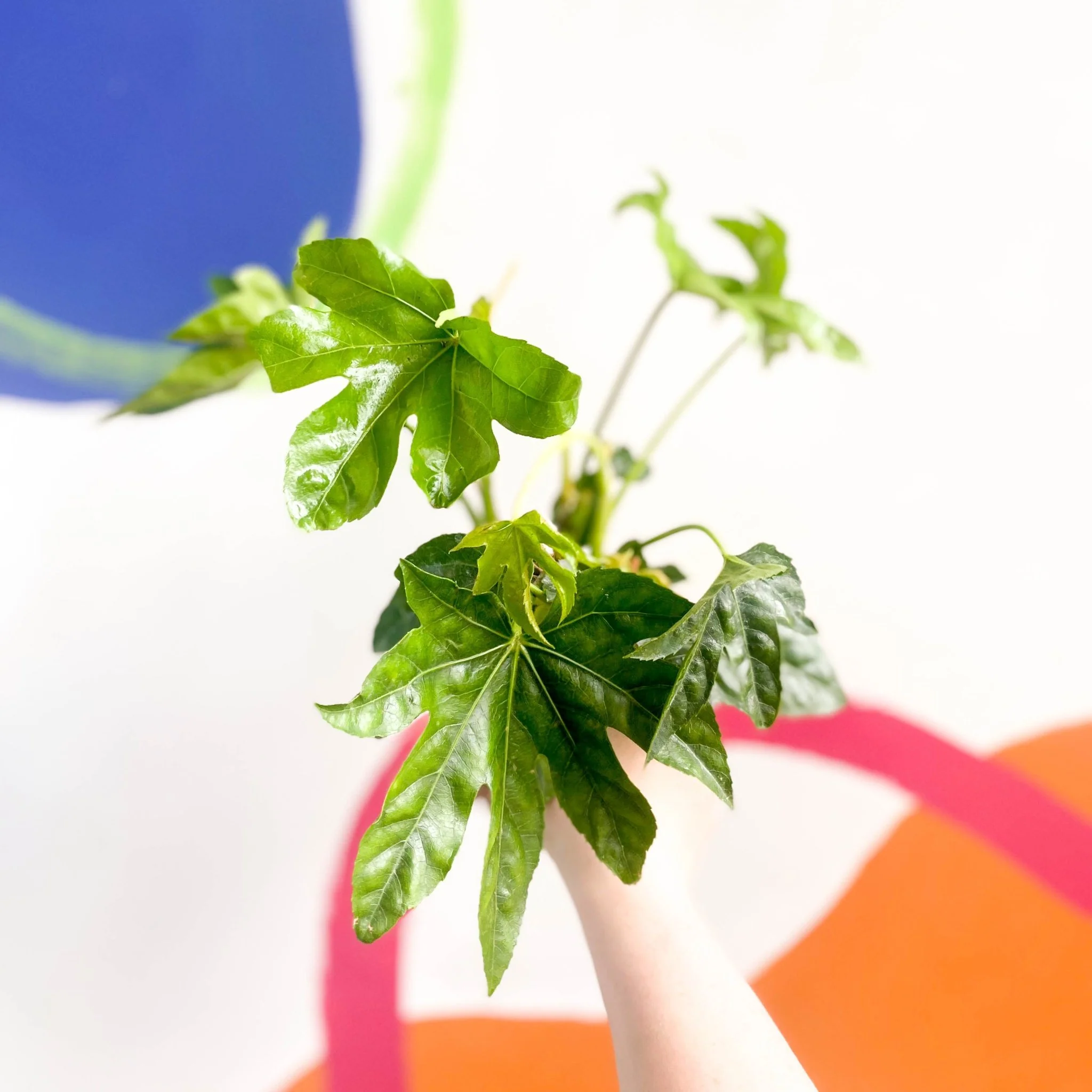 Fatsia japonica - Paper Plant - Image 4