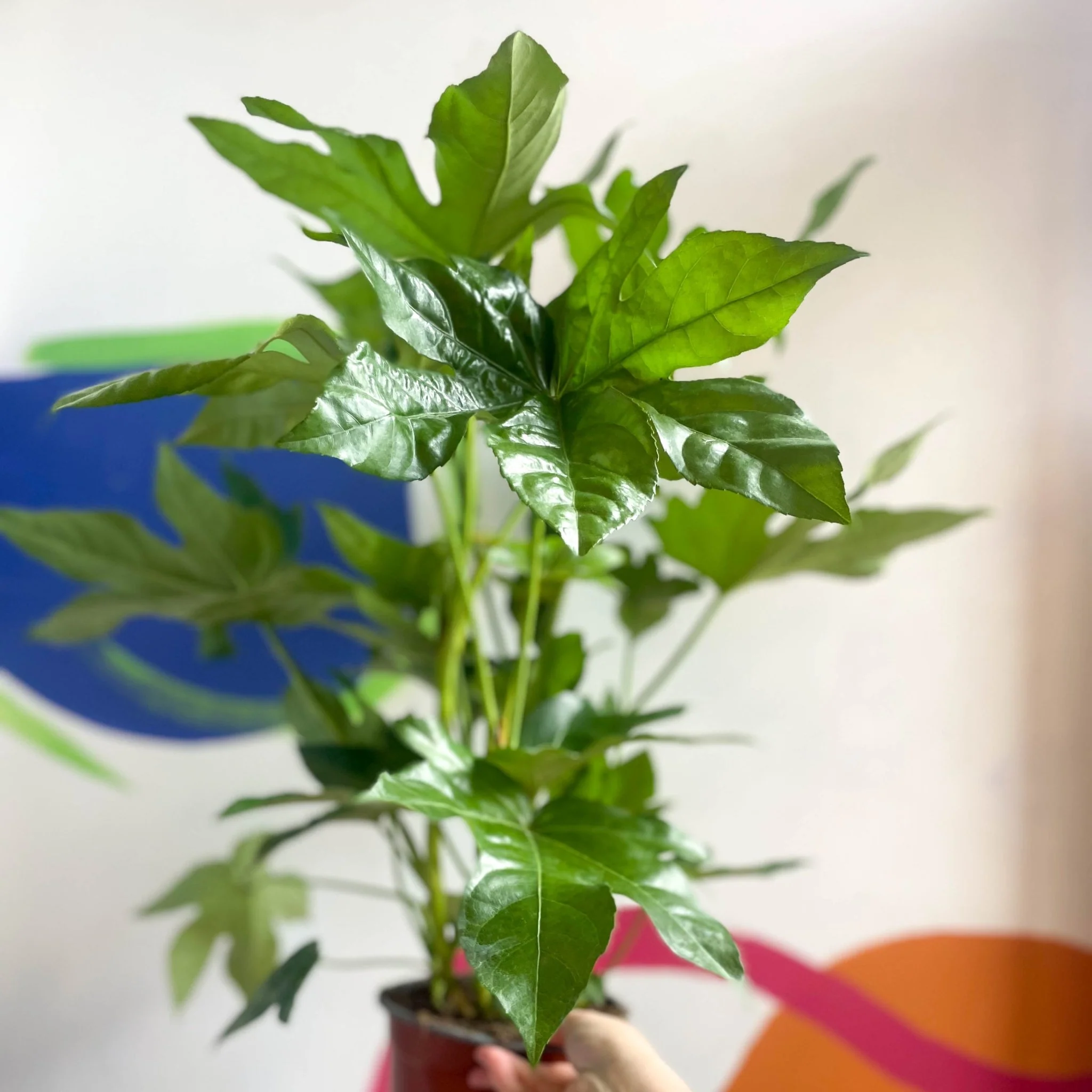 Fatsia japonica - Paper Plant - Image 5