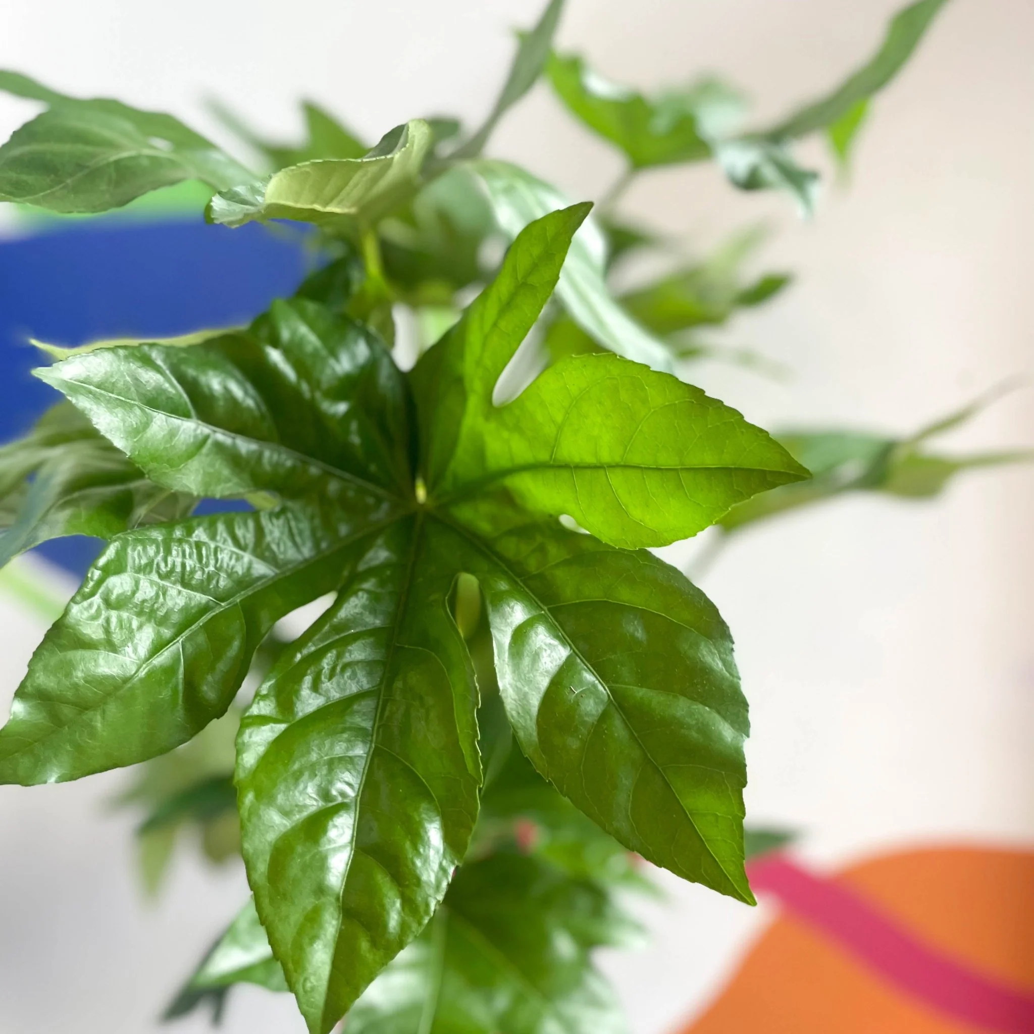 Fatsia japonica - Paper Plant - Image 6