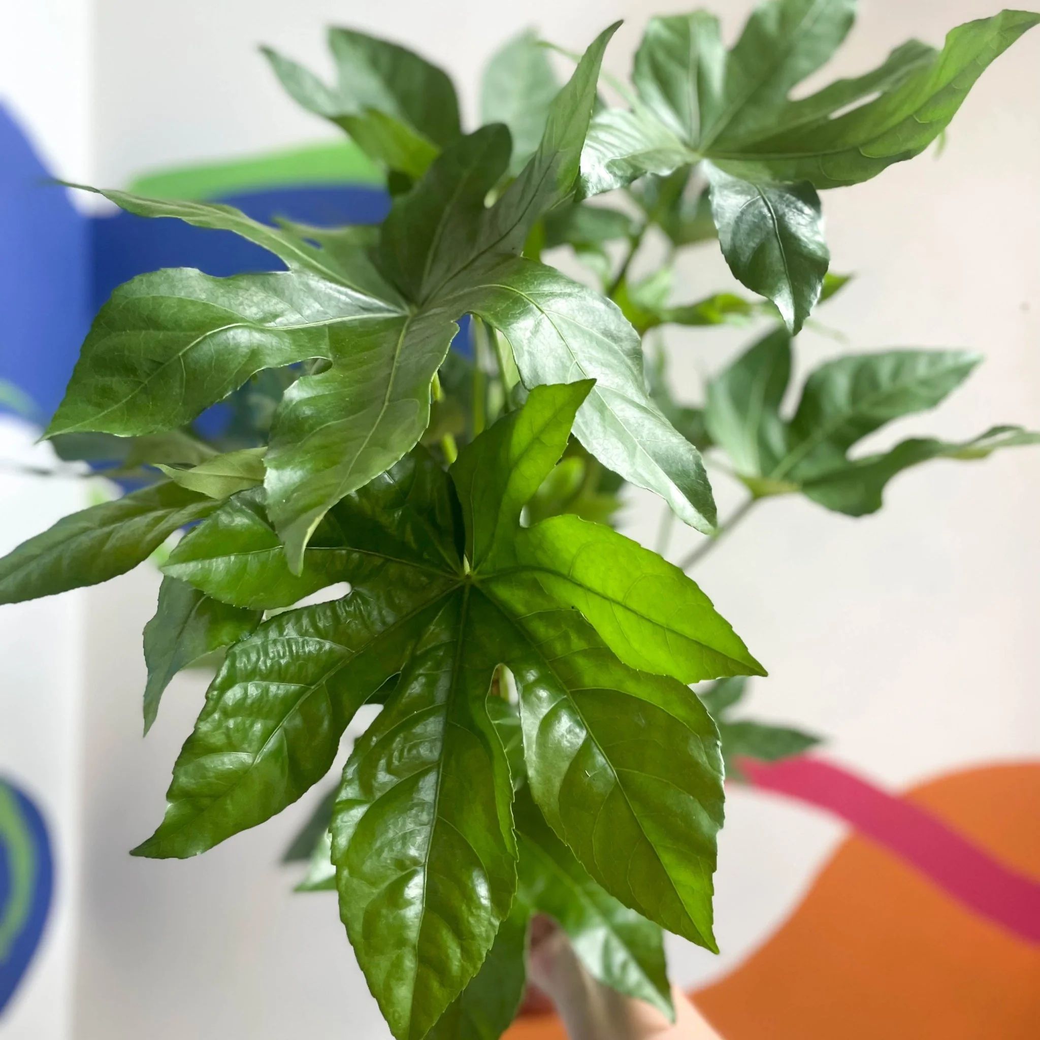 Fatsia japonica - Paper Plant - Image 7